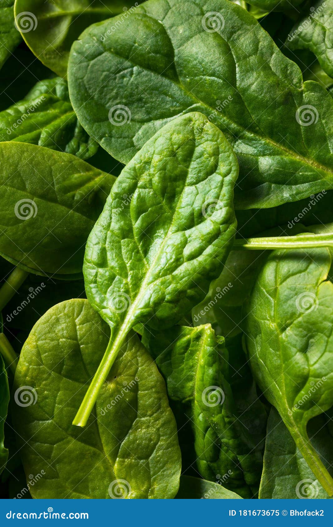 Raw Organic Fresh Baby Spinach Stock Image Image of greens, vegetable
