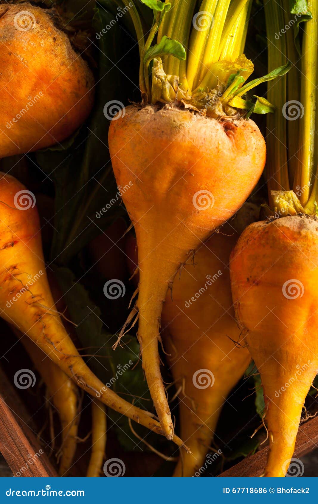 Raw Organic Golden Beets stock photo. Image of ripe, heatlhy 67718686