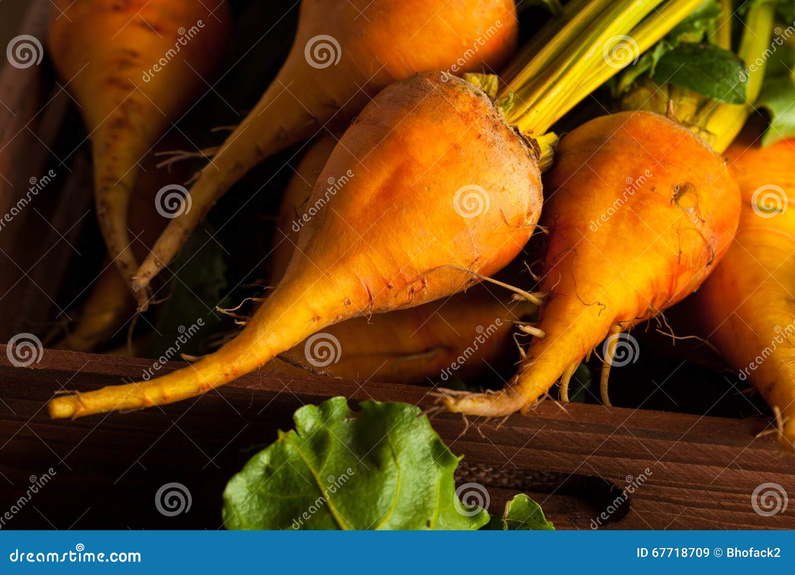 Raw Organic Golden Beets stock image. Image of farm, heatlhy 67718709