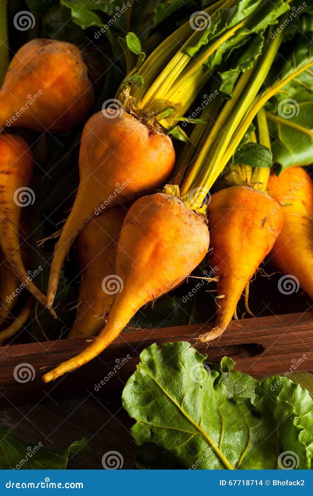 Raw Organic Golden Beets stock photo. Image of beetroot 67718714