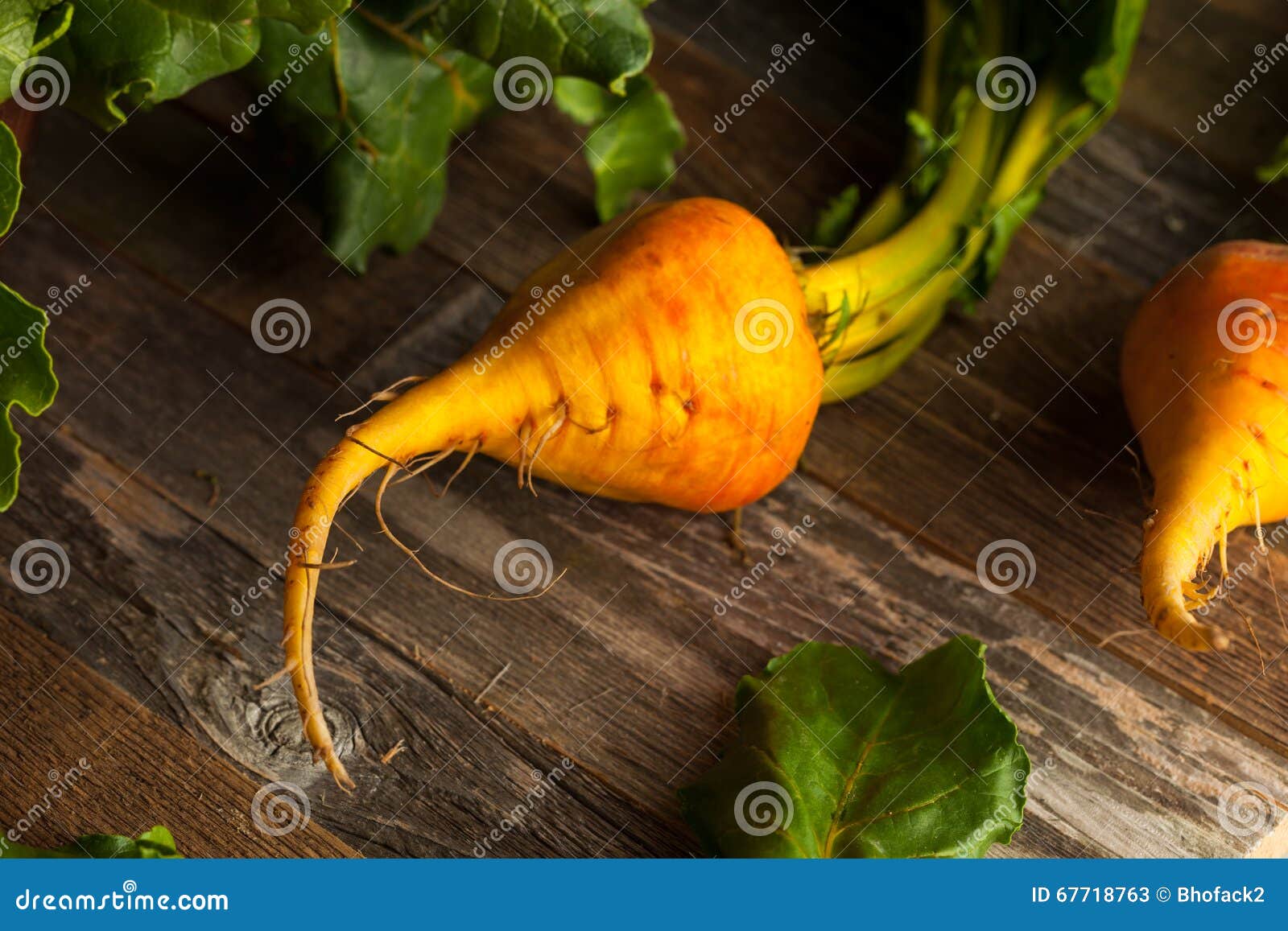 Raw Organic Golden Beets stock image. Image of food, organic 67718763