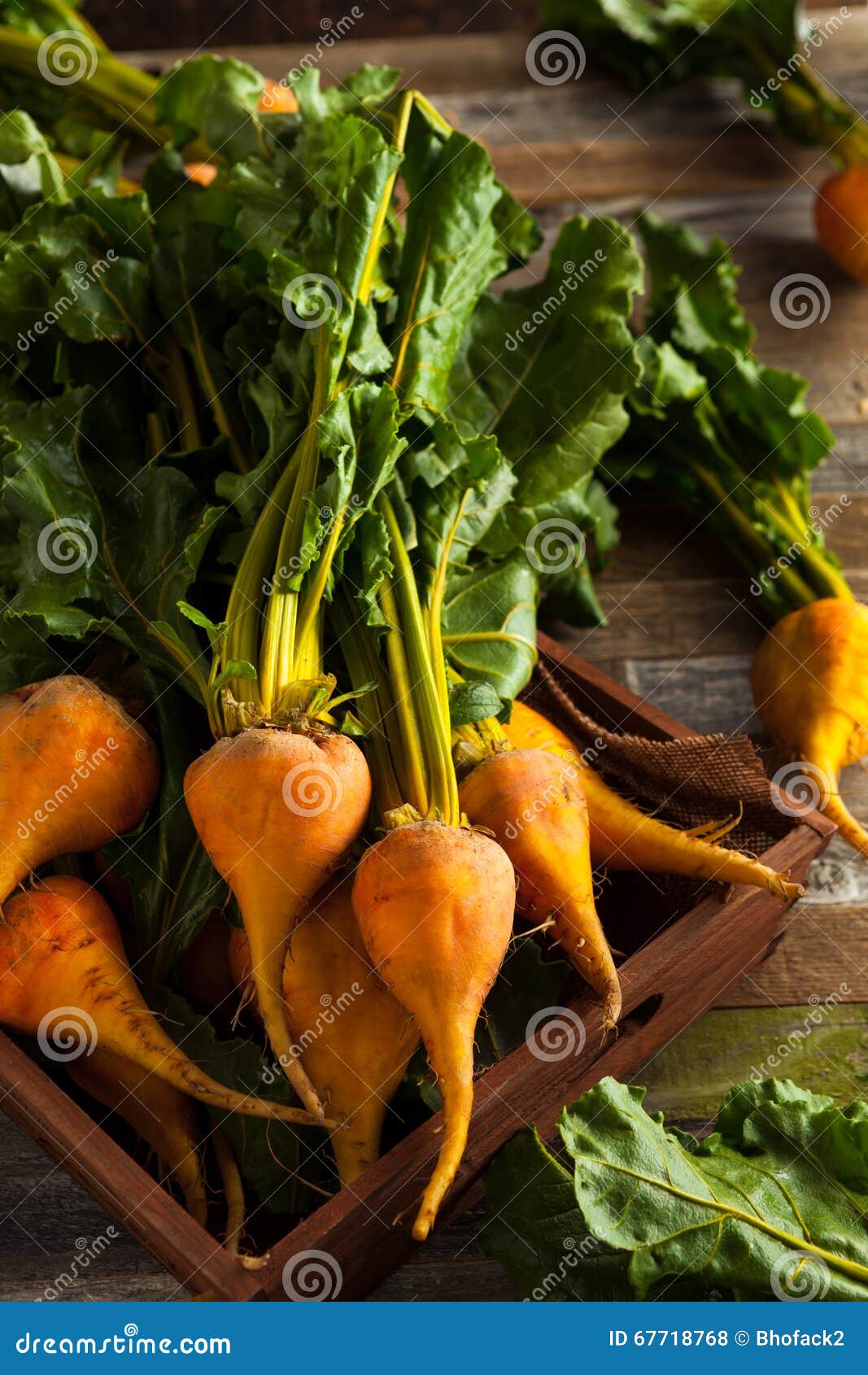 Raw Organic Golden Beets stock photo. Image of health 67718768