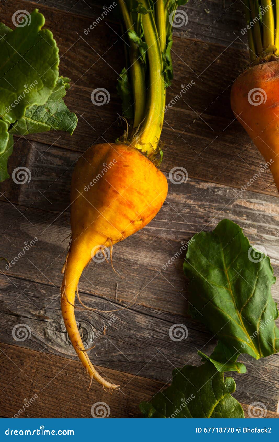 Raw Organic Golden Beets stock photo. Image of ingredient 67718770