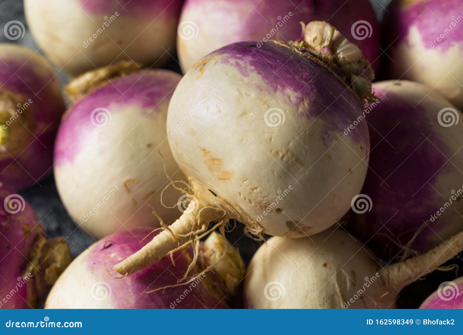 Raw Organic Purple Turnips stock image. Image of fresh 162598349