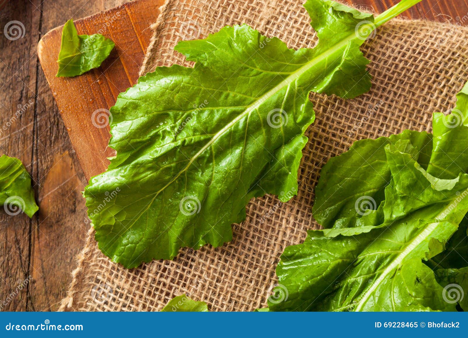 Raw Organic Turnip Greens stock image. Image of green 69228465