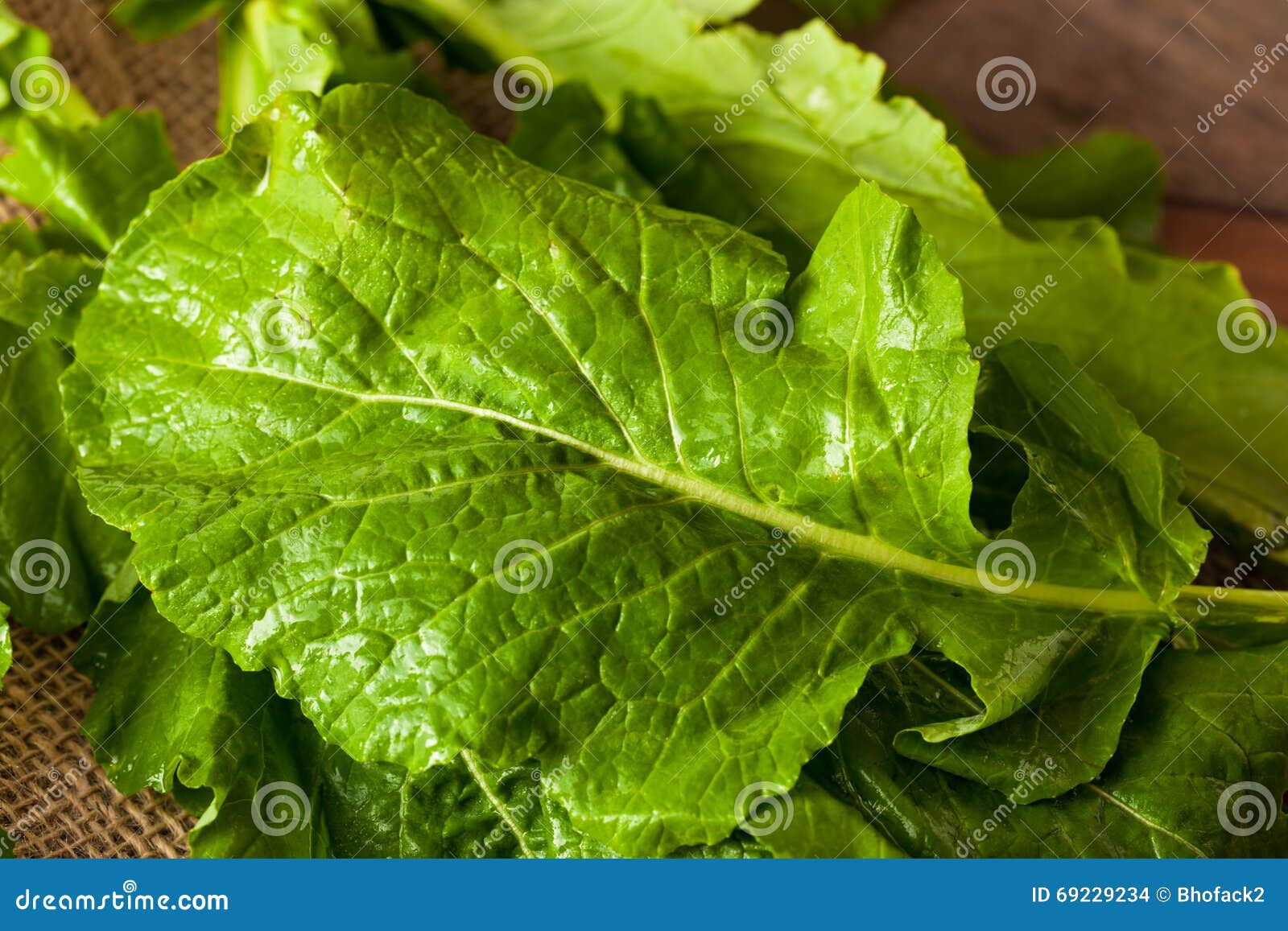 Raw Organic Turnip Greens stock photo. Image of kale 69229234