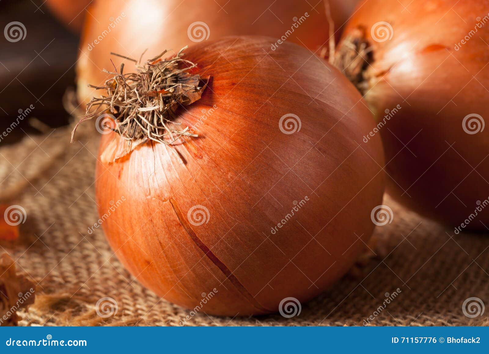 Raw Organic Yellow Onions stock photo. Image of food 71157776
