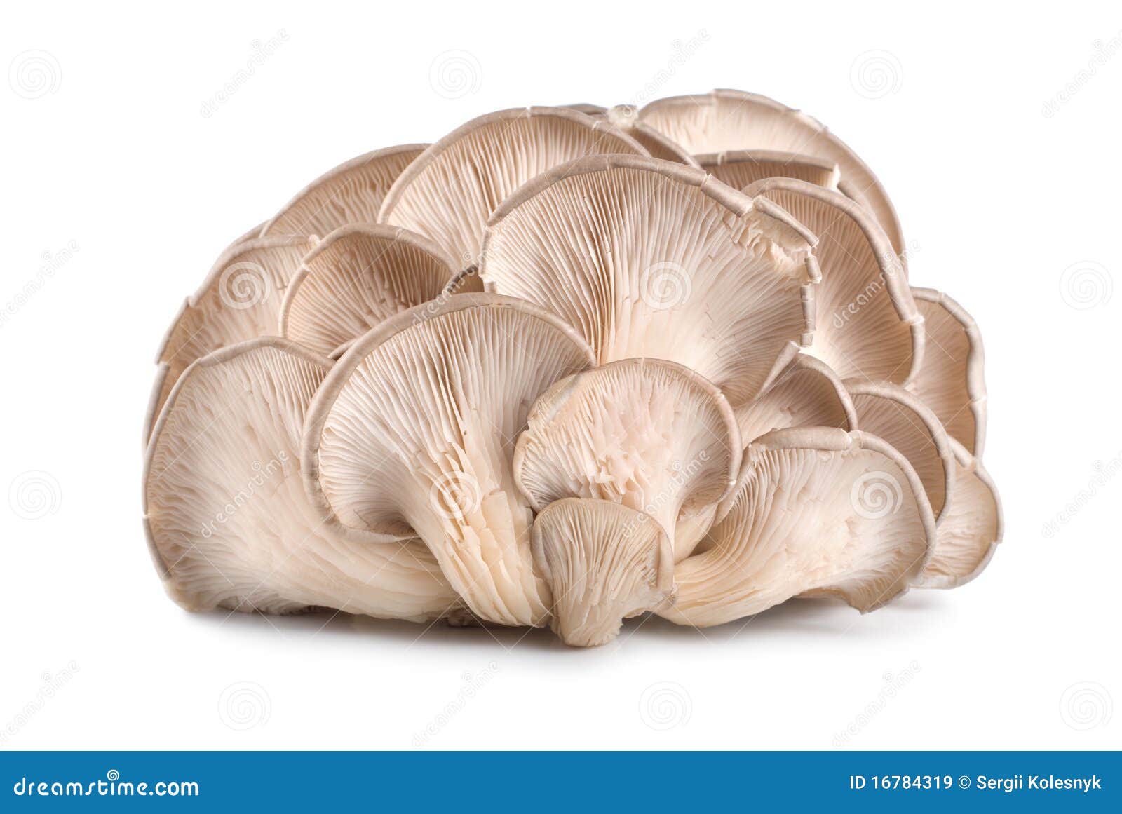 Raw Oyster Mushroom Isolated Stock Image Image of bottom, ingredient