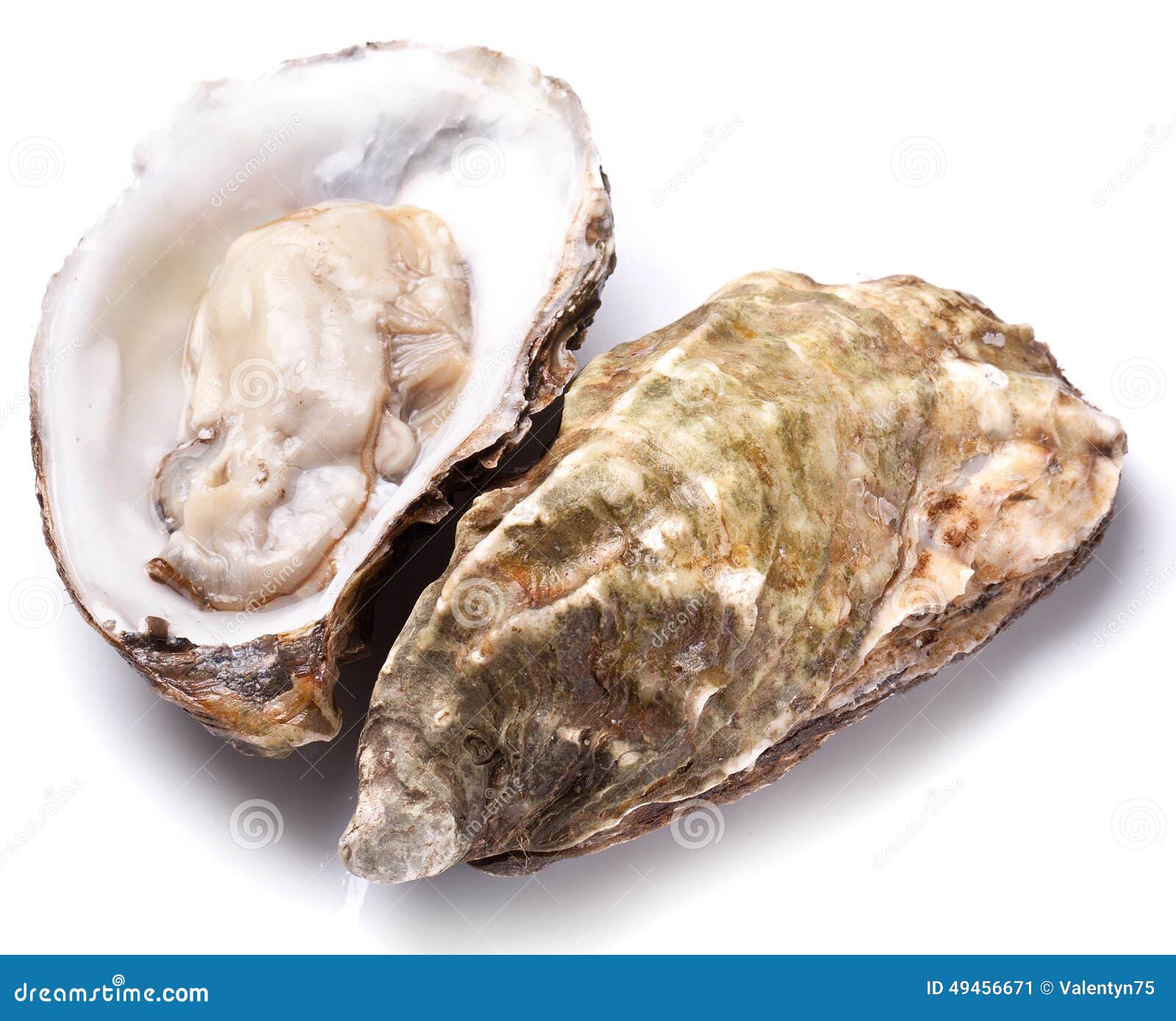 Raw oyster. stock image. Image of shell, seafood, traditional 49456671