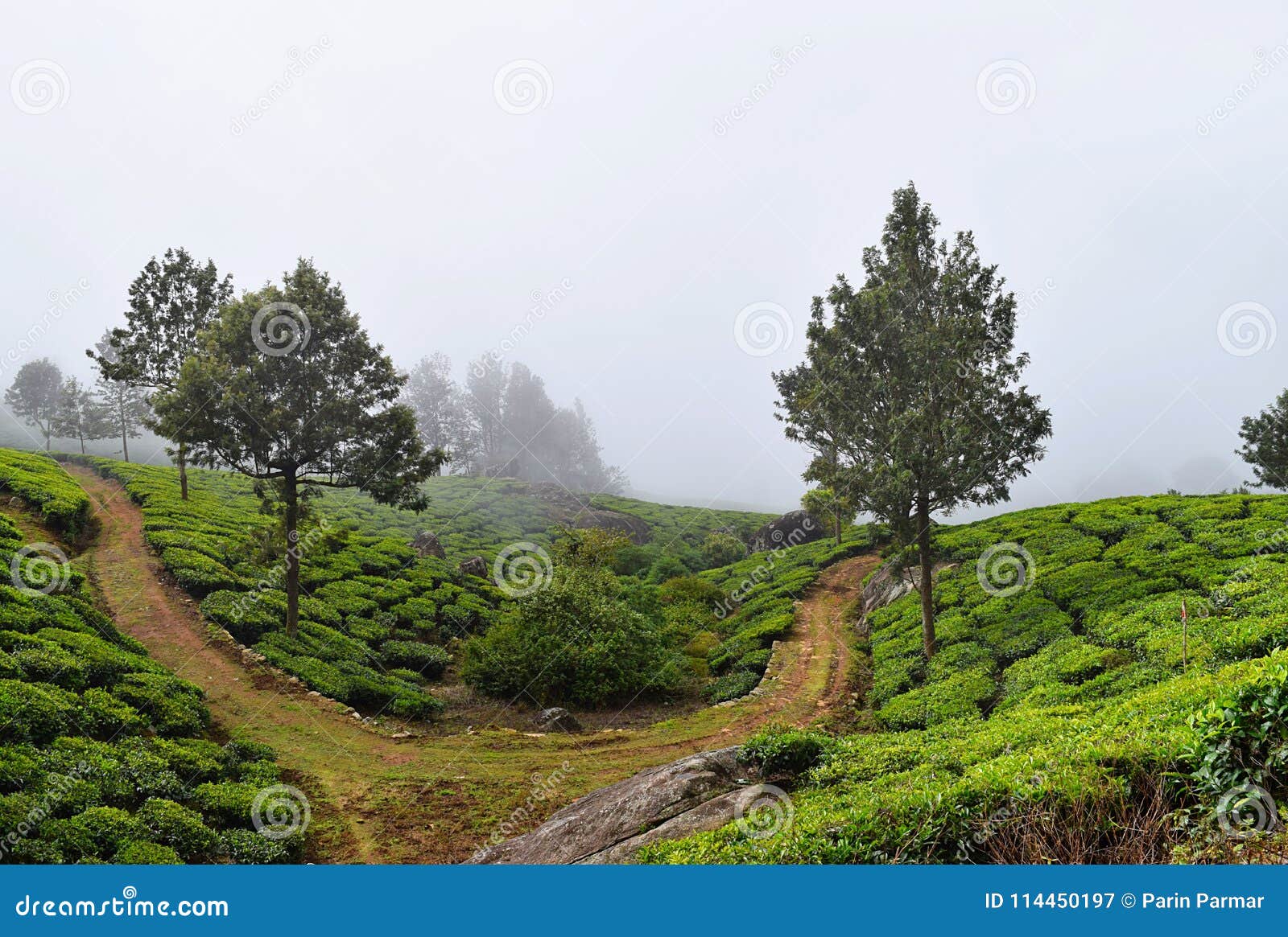 A Raw Path Through Tea Plantation With Silver Oak Trees On Hills In Munnar Kerala India A Green Landscape Stock Image Image Of Nilgiri Farm A Raw Path Through Tea Plantation With Silver Oak Trees On Hills In Munnar Kerala India A Green Landscape Stock Image Image Of Nilgiri Farm