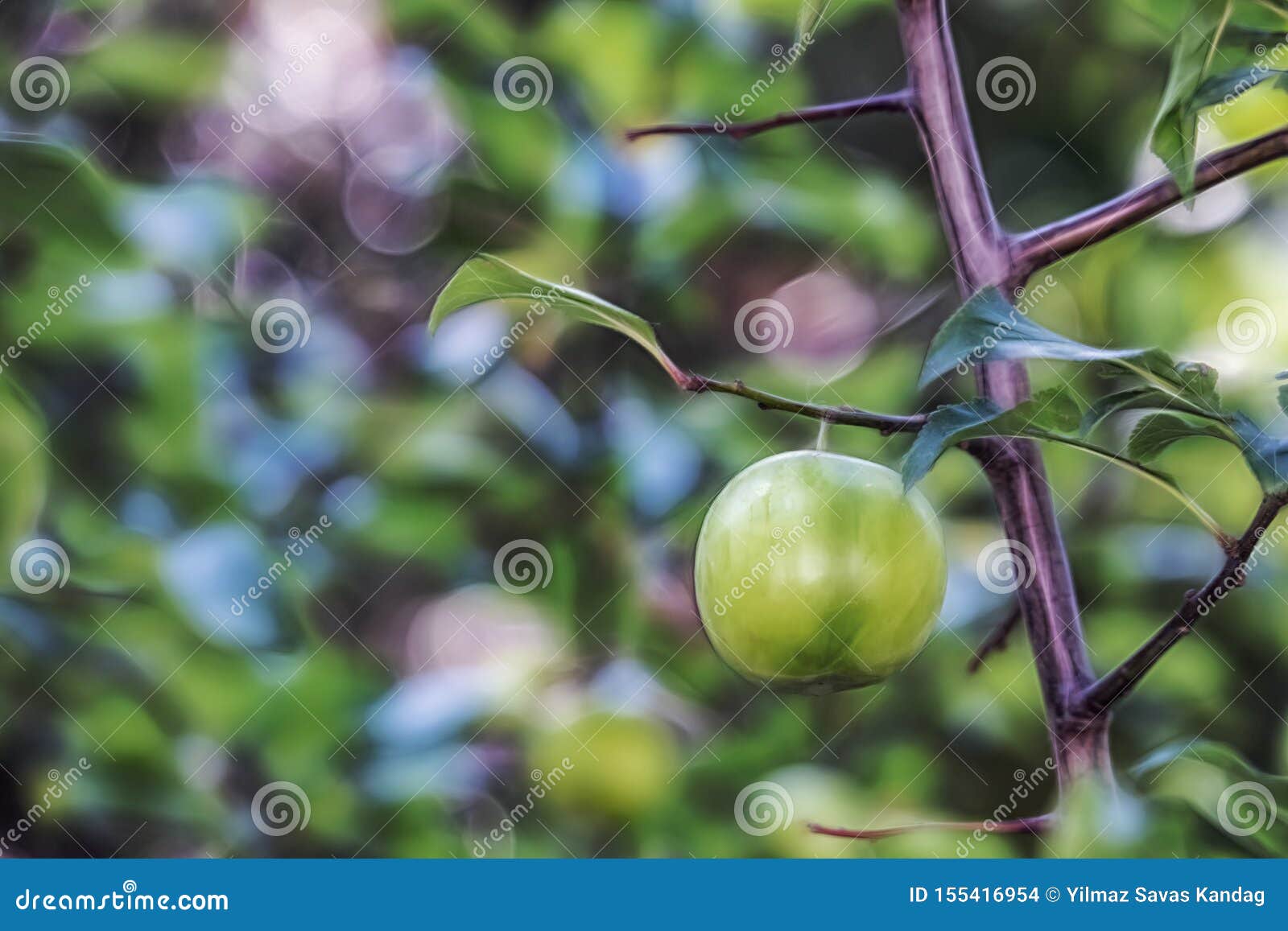 Raw Plums an Green Leaves on Tree Branches. Stock Photo Image of