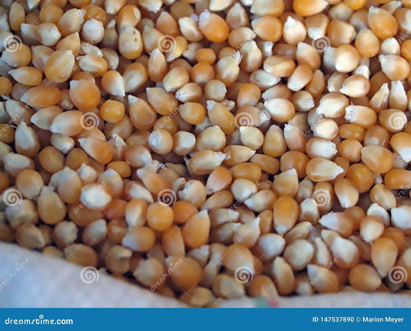 Raw Popcorn Corn at a Food Market Stock Photo Image of kernel