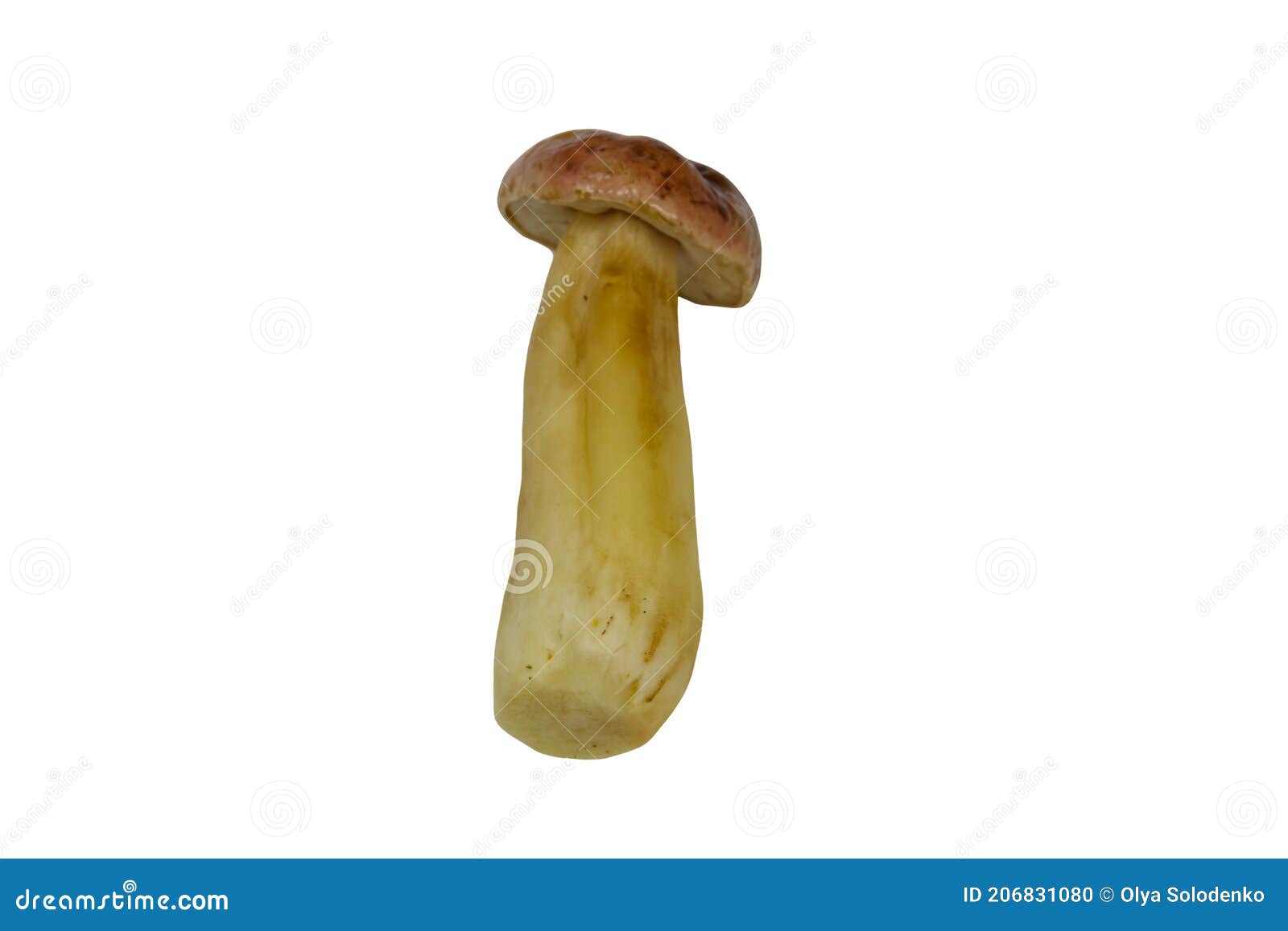 Raw Porcini Mushroom Isolated on White Background Stock Photo Image