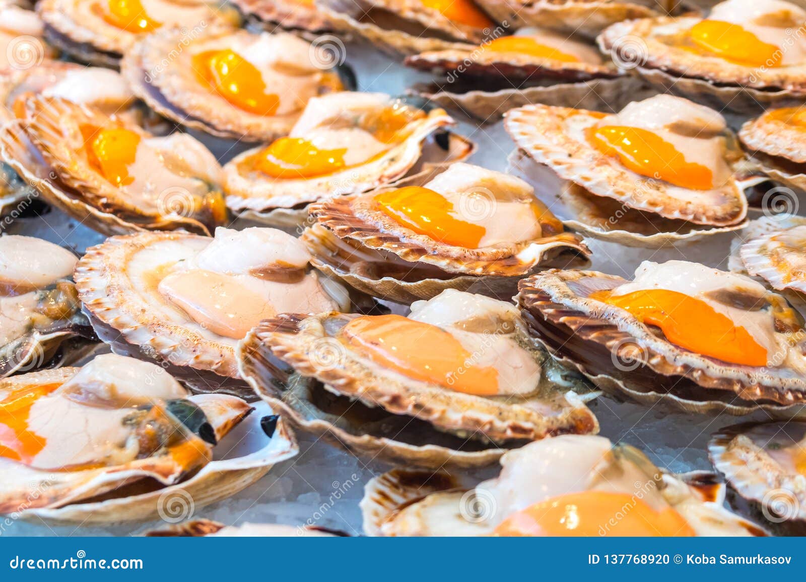 Raw Queen Scallops Selling in the Market Stock Photo Image of fresh