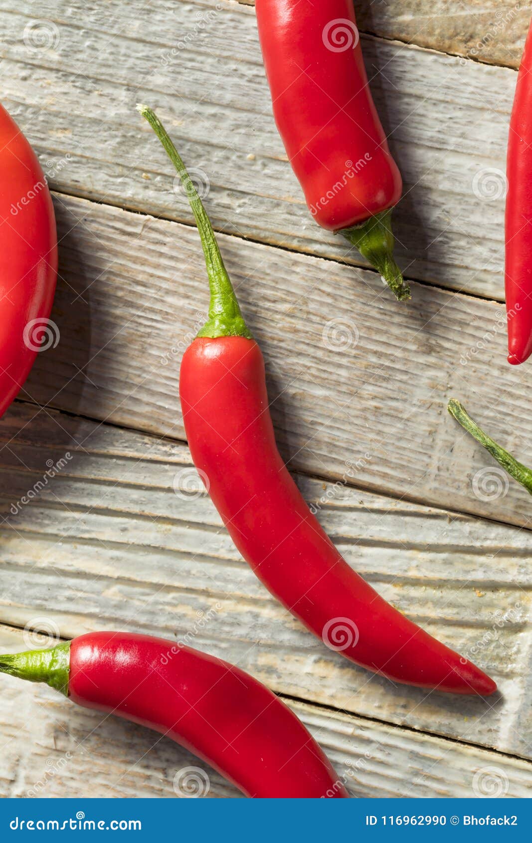 Raw Red Organic Hot Finger Peppers Stock Photo Image of natural