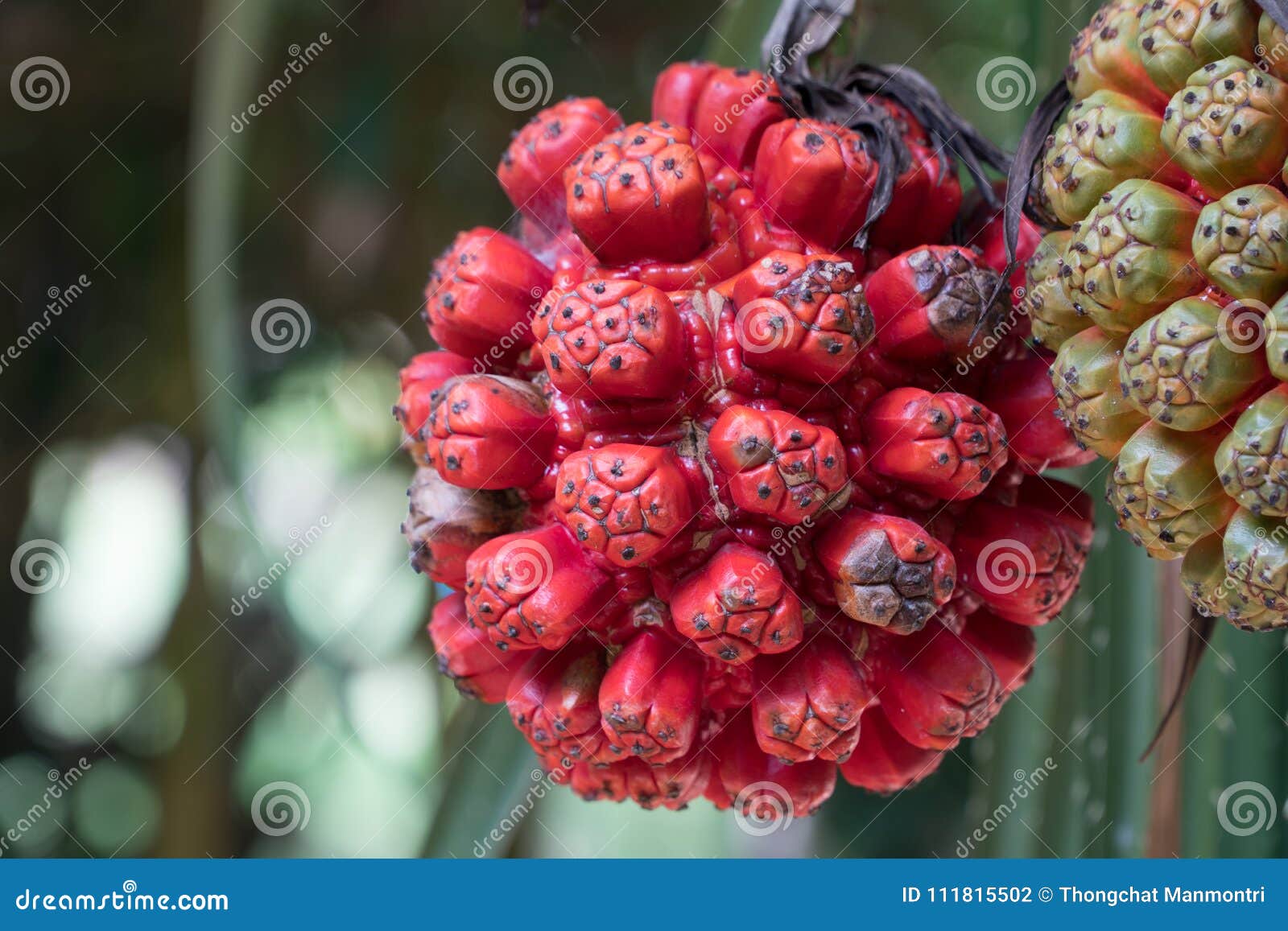 Kewra(Pandanus) Flower(Thazhampoo) It Is Greenry Natural RoyaltyFree