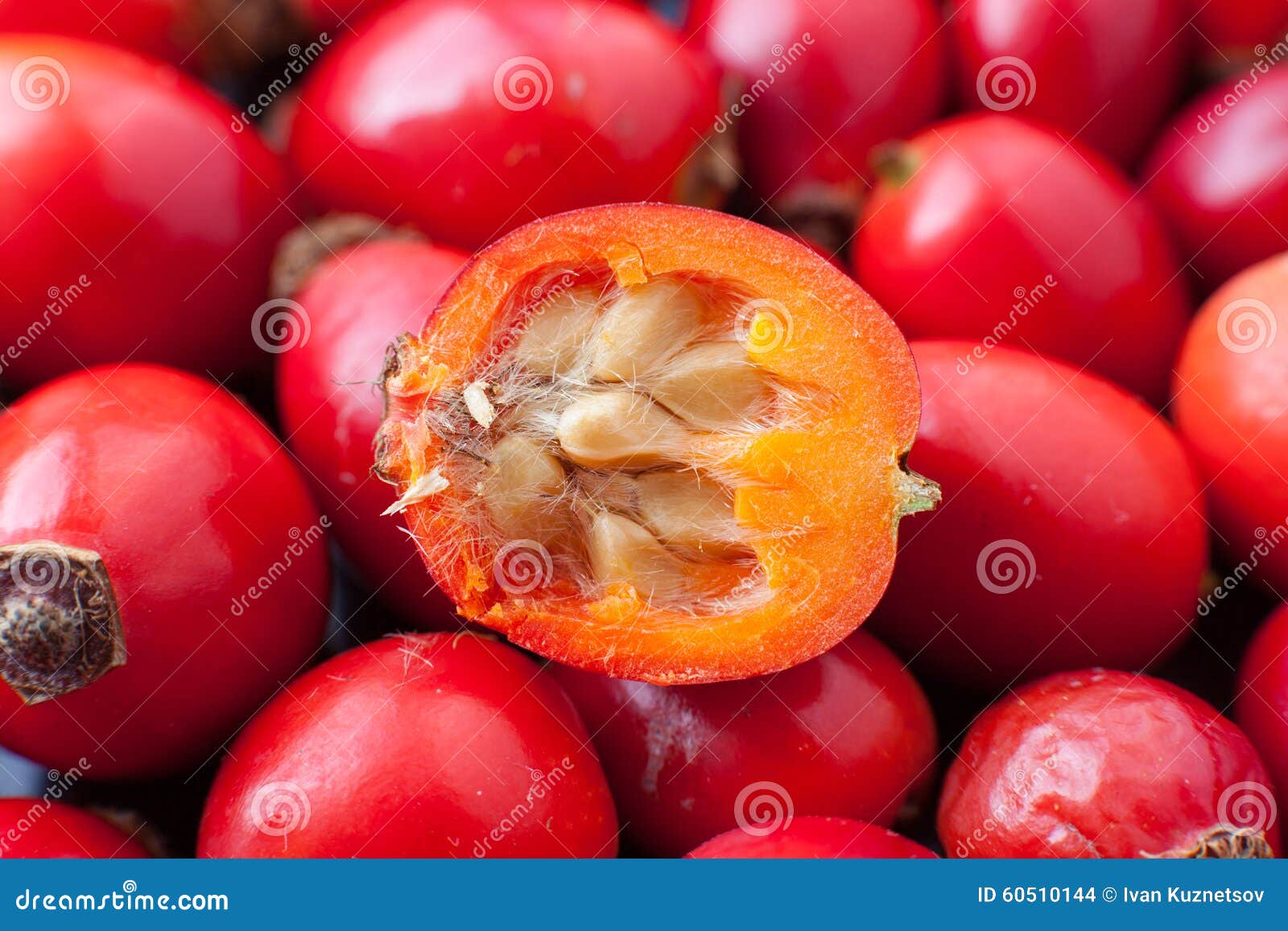 Raw rose hips stock photo. Image of closeup, eating, fruit 60510144