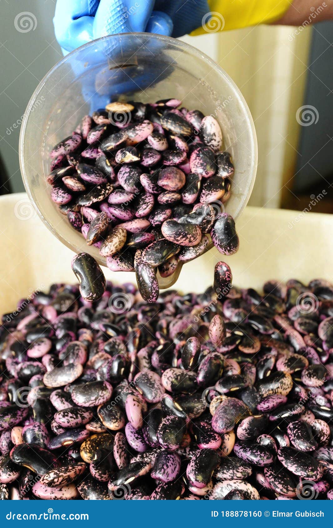 Raw Runner Beans before Cooking Stock Photo Image of bean, fresh