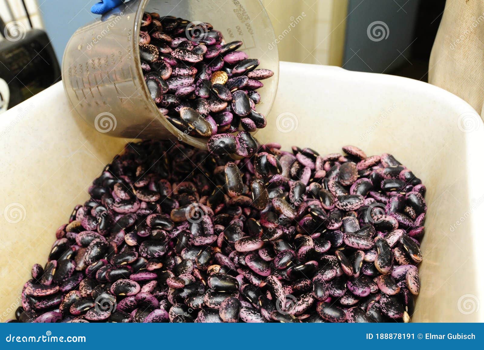 Raw Runner Beans before Cooking Stock Image Image of legumes, rich
