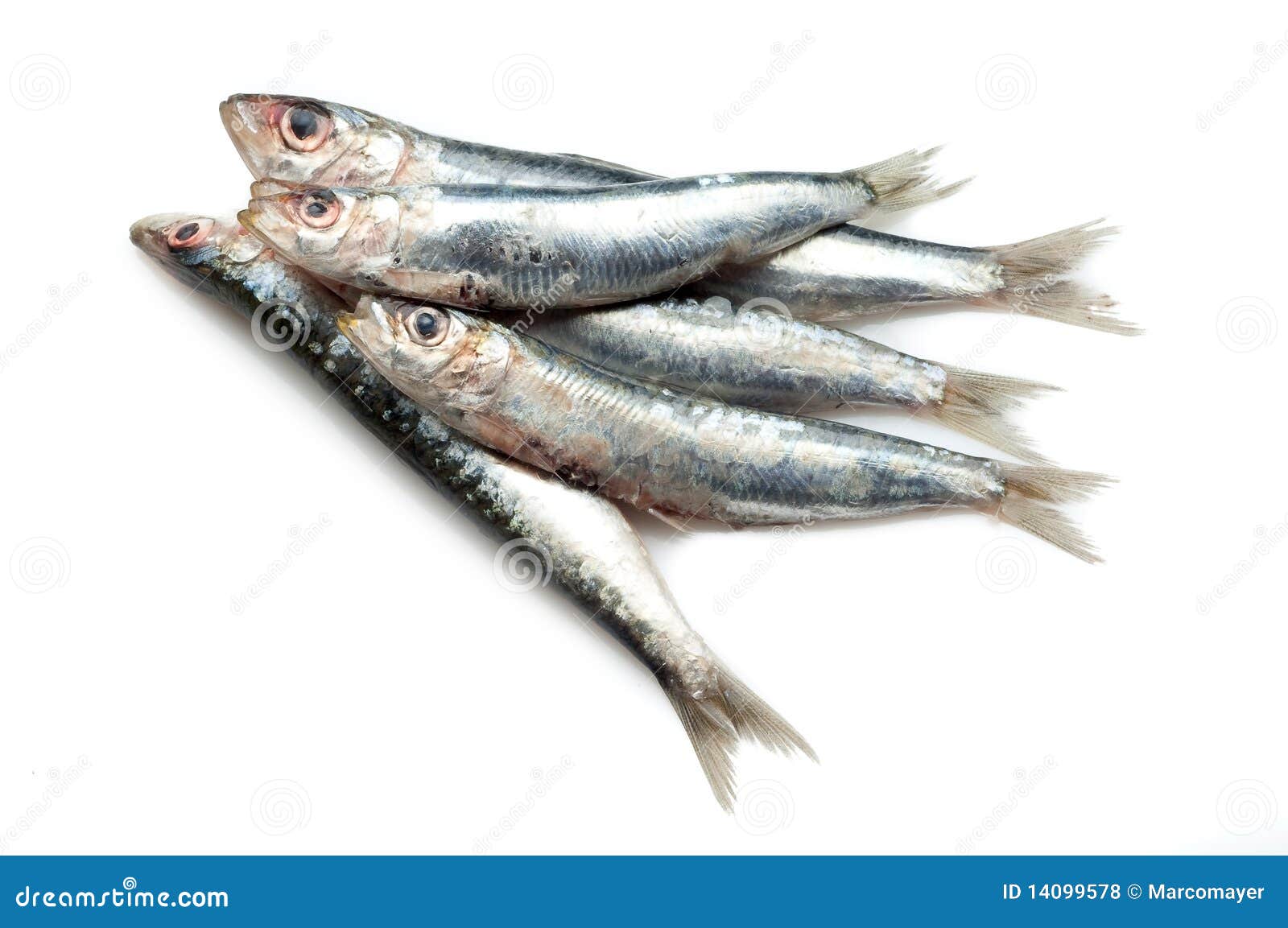 Raw sardines stock photo. Image of freshwater, collection 14099578