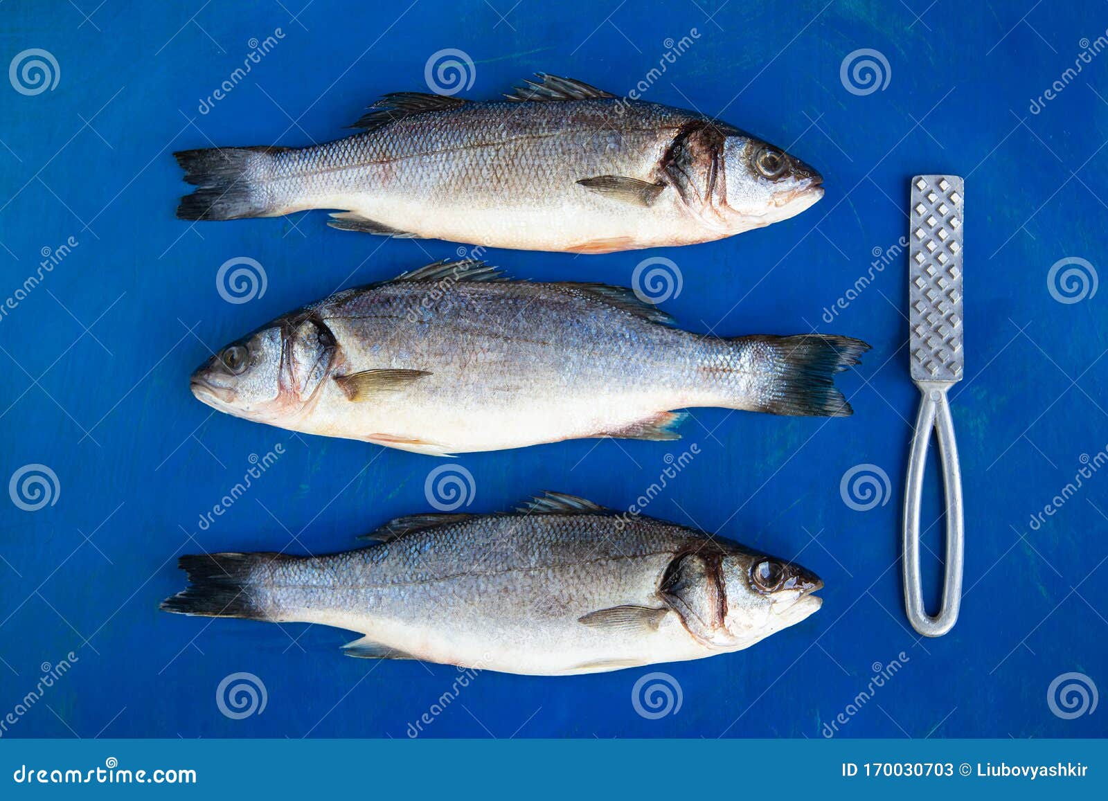 Raw Sea Bass on a Table before Cutting. Fresh Sea Bass Stock Image