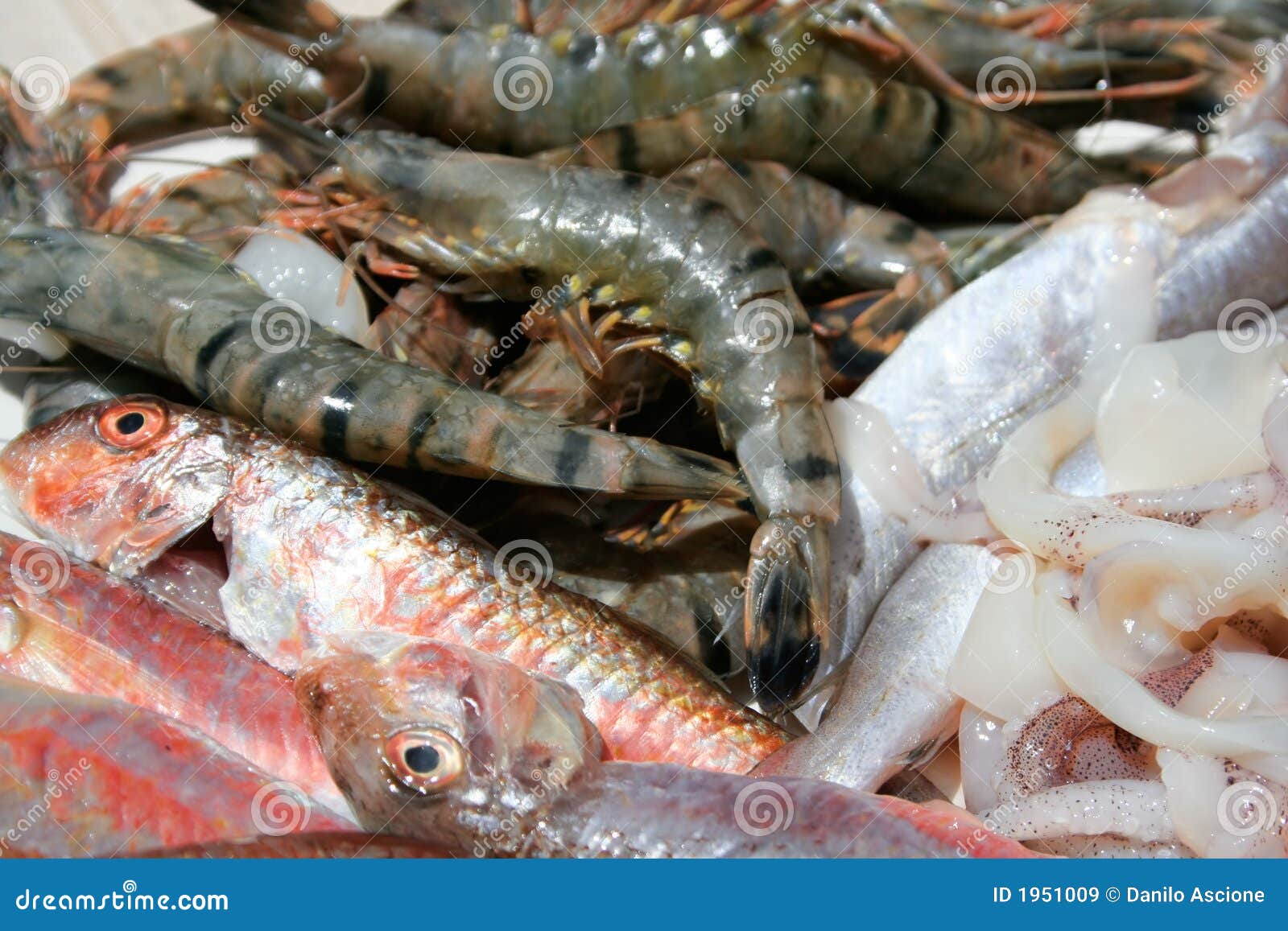 Raw Seafood stock image. Image of prawn, freshness, isolated 1951009