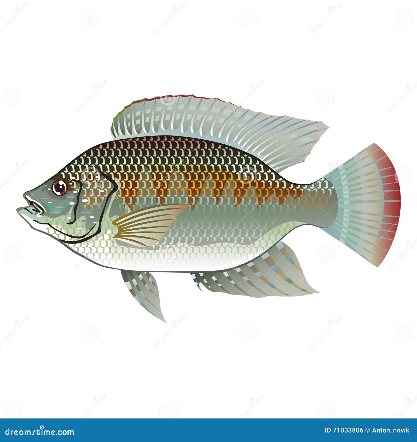 Raw Seafood Tilapia stock vector. Illustration of protein 71033806
