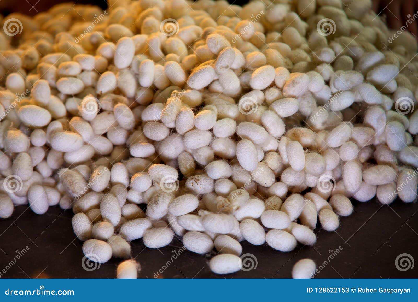 Raw Silk Cocoons, Silk Yarn Production Stock Image Image of
