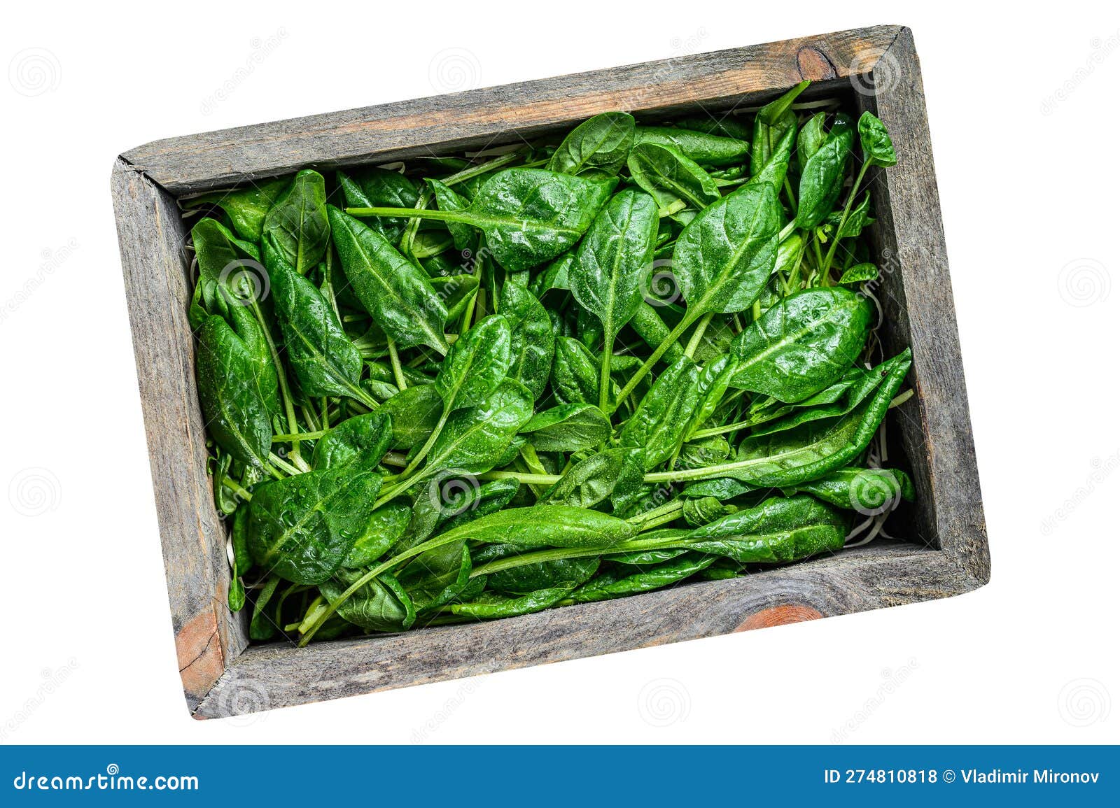 raw spinach leaves in a wooden box. natural  on white background.