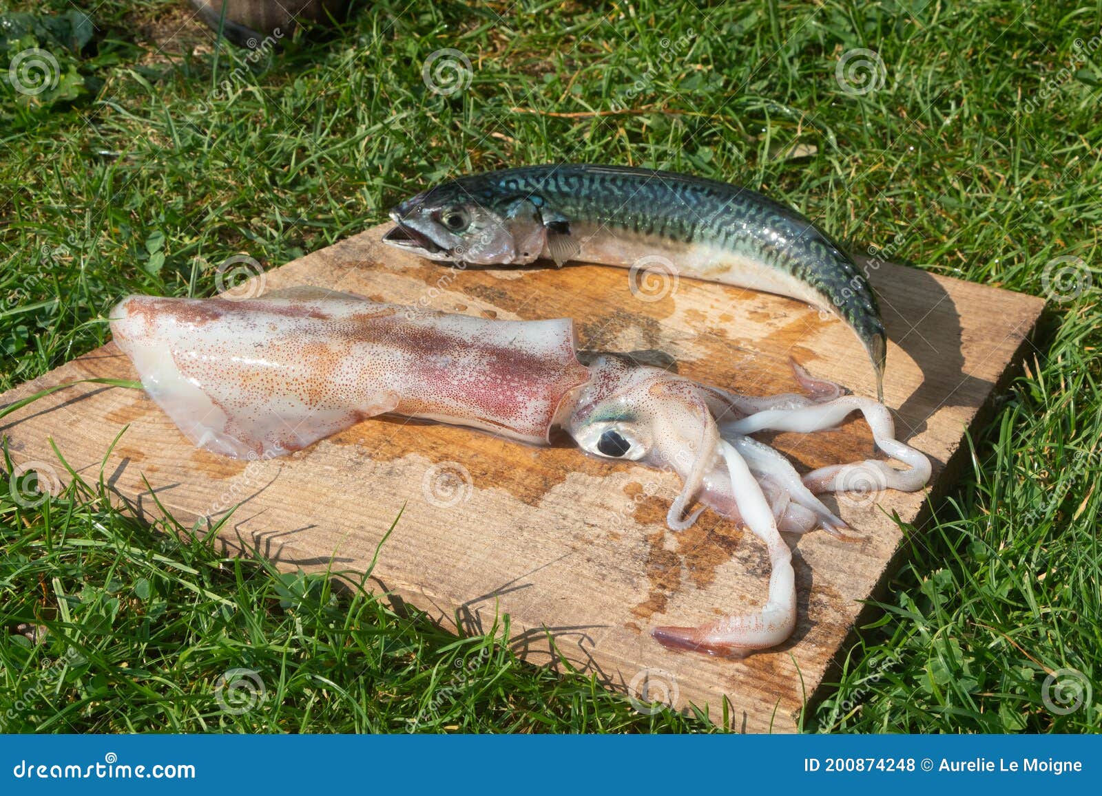 Raw squid and mackerel stock photo. Image of fish, animal 200874248