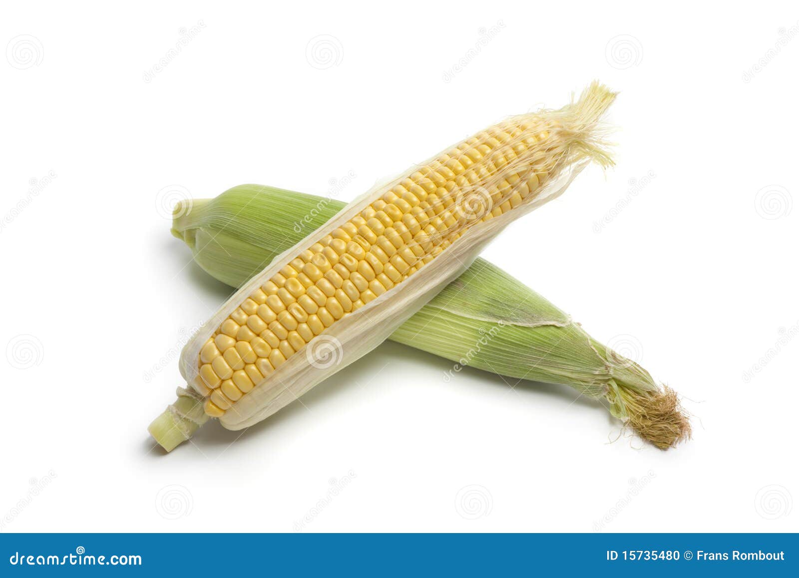 Raw sweet corn on the cob stock photo. Image of sweet 15735480
