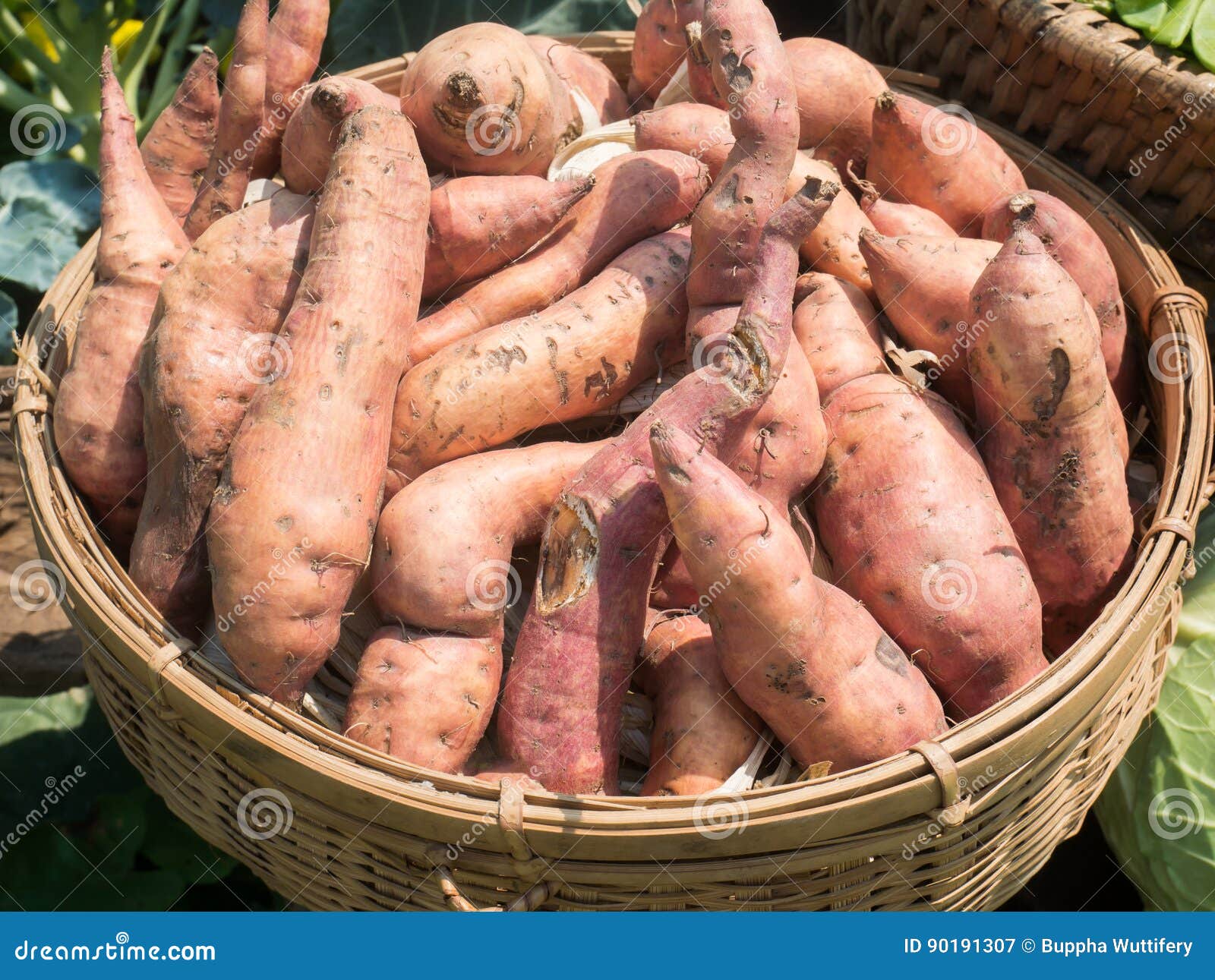 Raw Sweet Potatoes In Organic Farmer Market Stock Image Image Of raw-sweet-potatoes-in-organic-farmer-market-stock-image-image-of