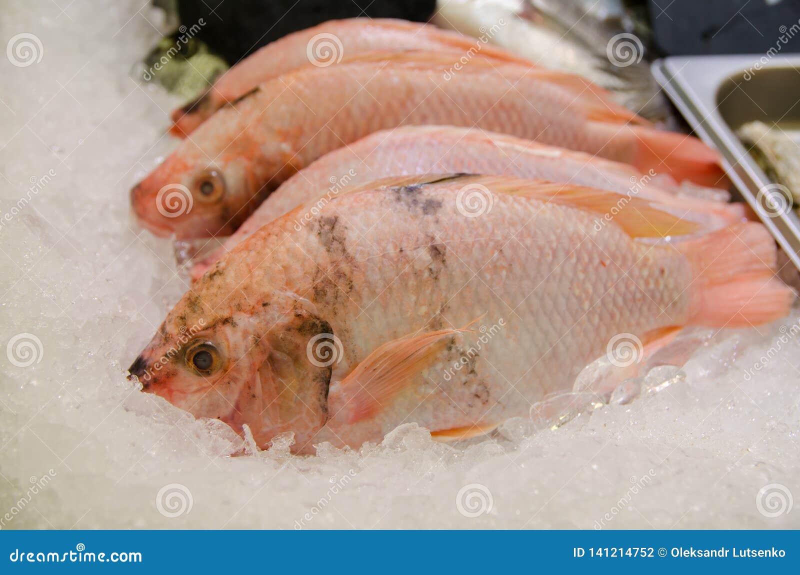 Raw Tilapia fish for sale stock photo. Image of cold 141214752