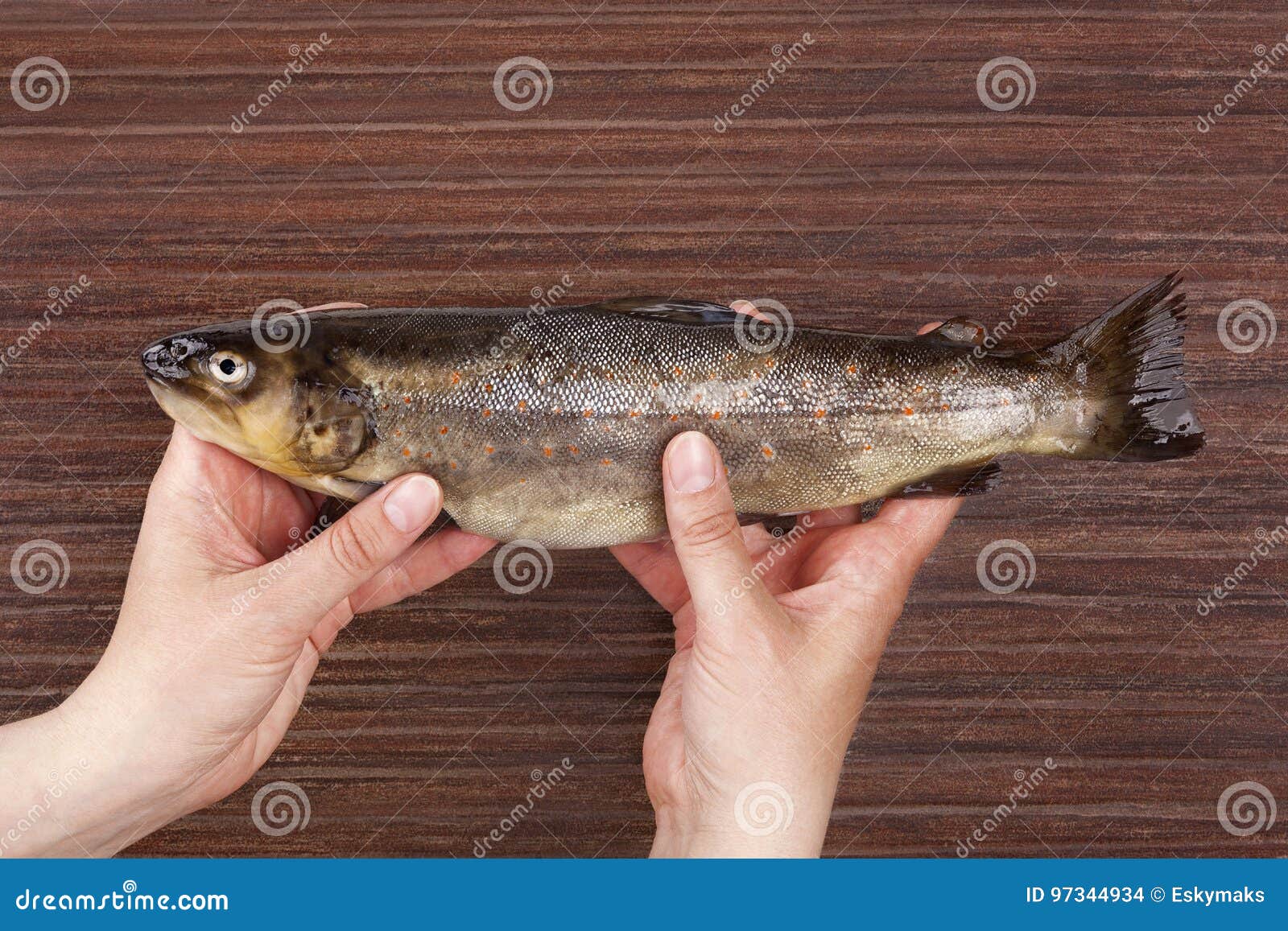Raw trout fish in hands stock photo. Image of studio 97344934