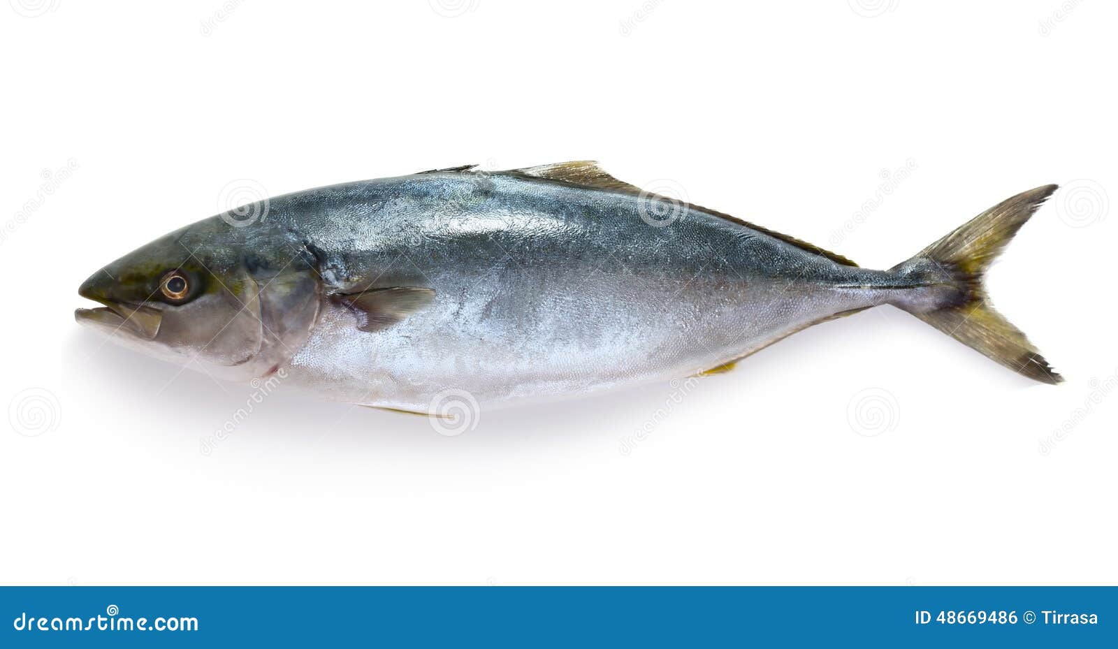 Raw tuna fish stock photo. Image of tasty, animal, seafood 48669486