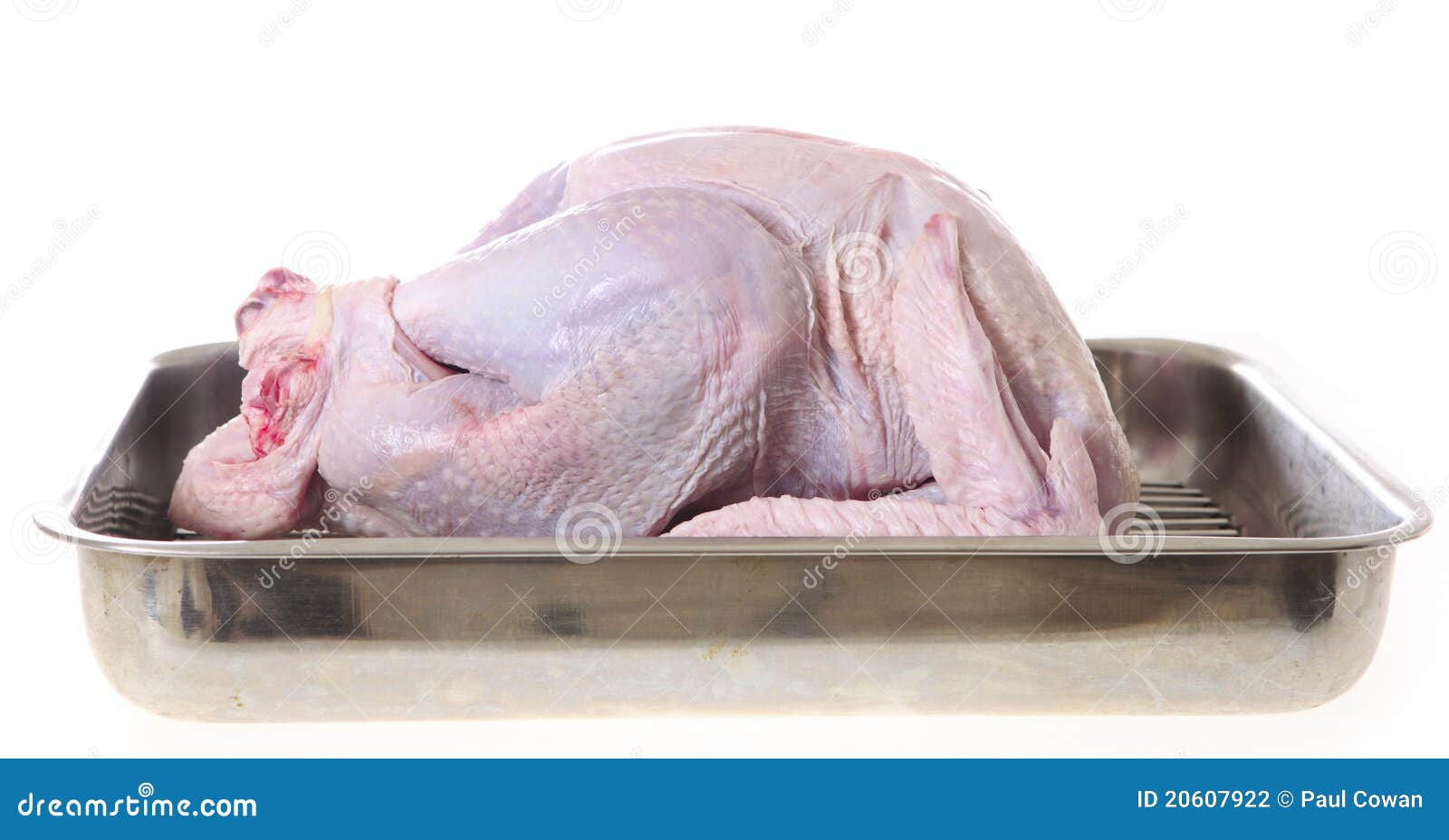 Raw turkey in roasting tin stock photo. Image of isolated 20607922