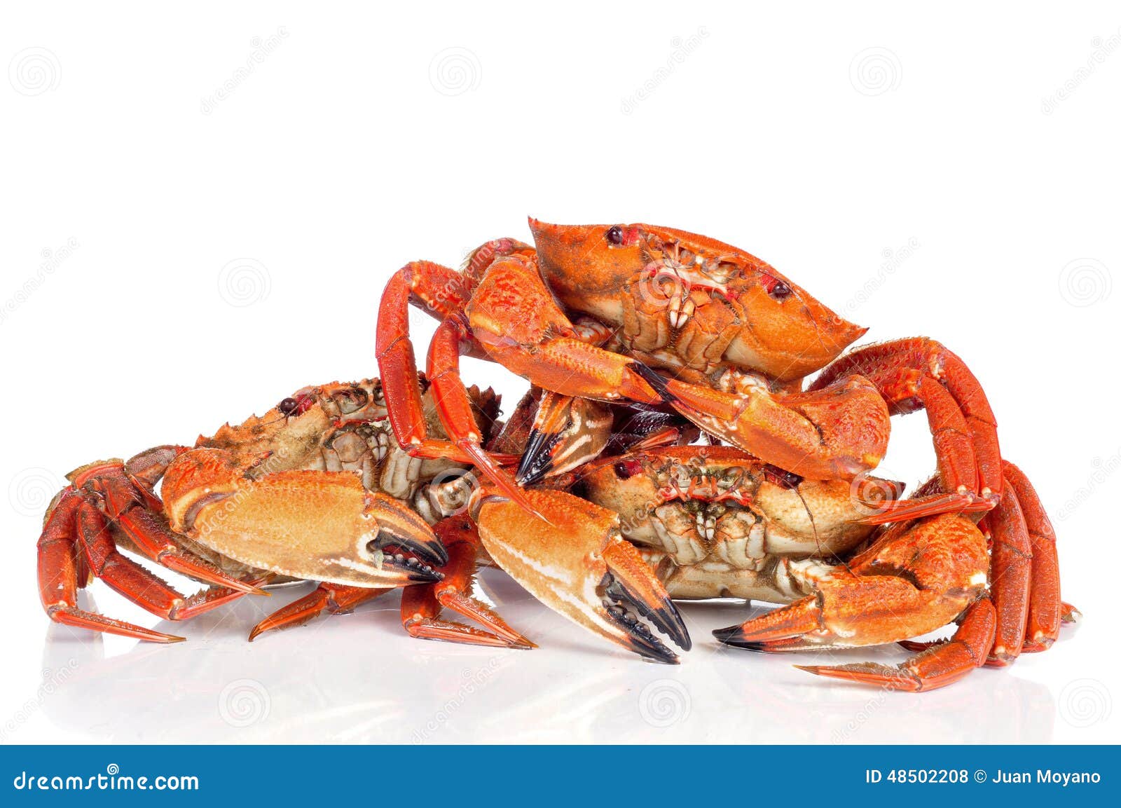 Raw velvet crabs stock photo. Image of health, recipe 48502208