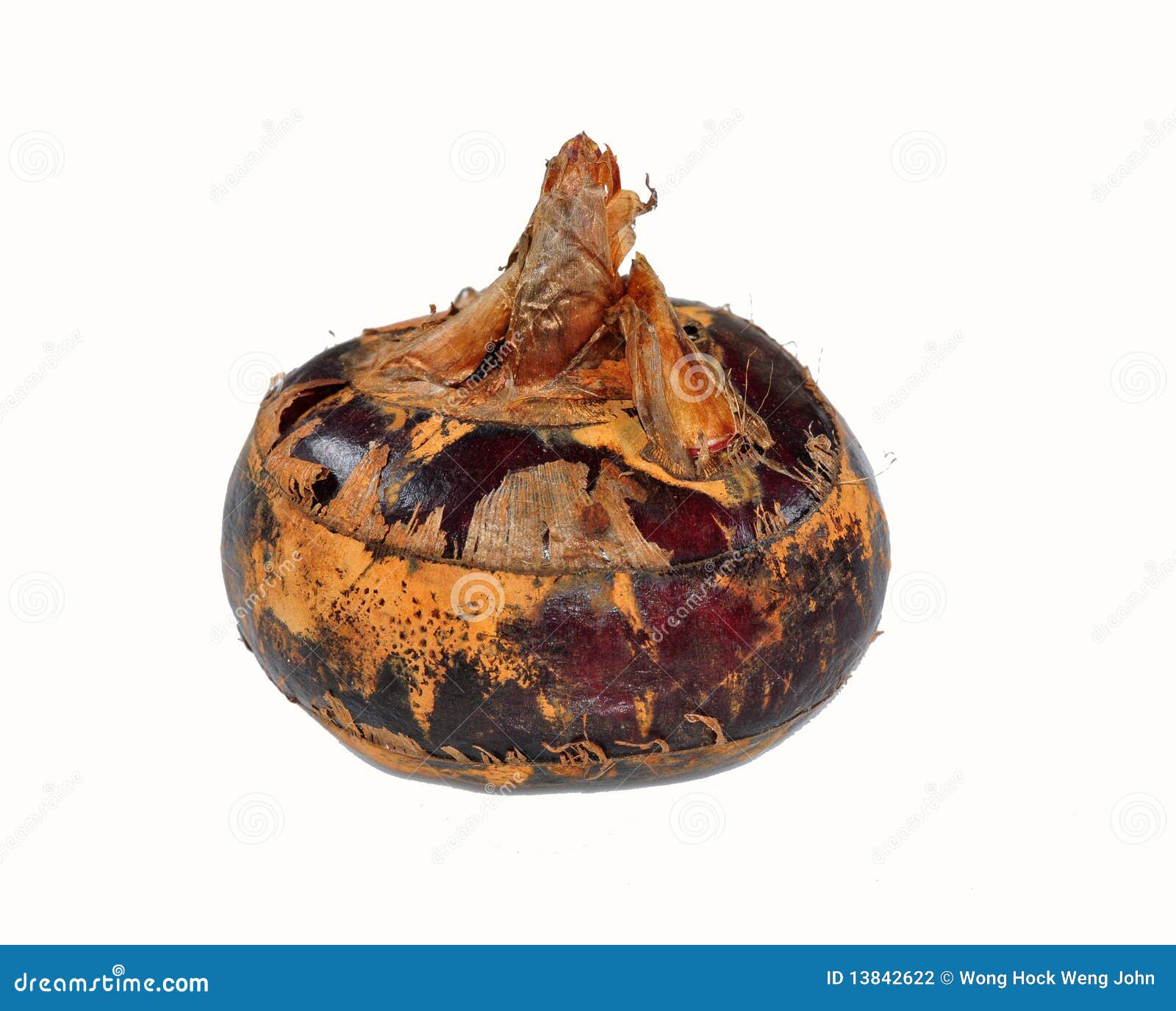 Raw Water Chestnut on the Table Stock Photo Image of fruit, garden