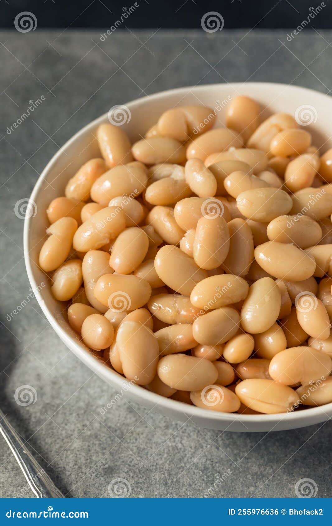 Raw White Organic Cannellini Beans Stock Photo Image of food, plant
