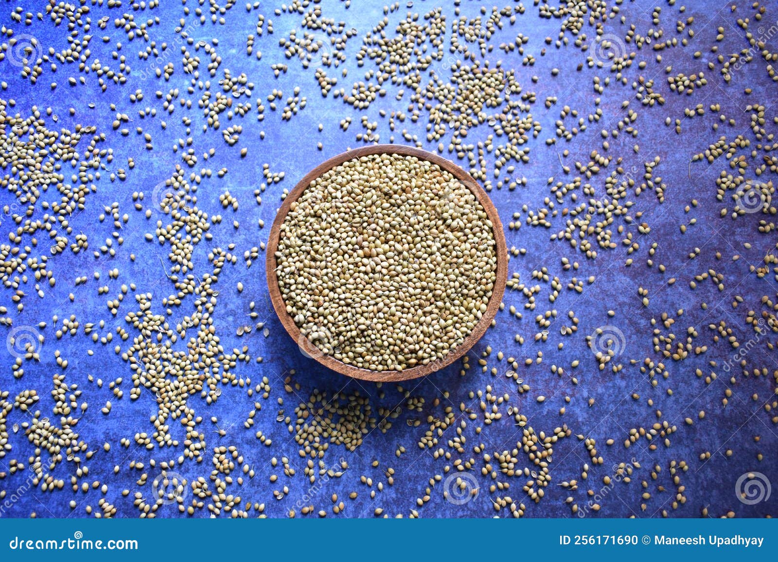 Raw whole Coriander seed stock photo. Image of gourmet 256171690