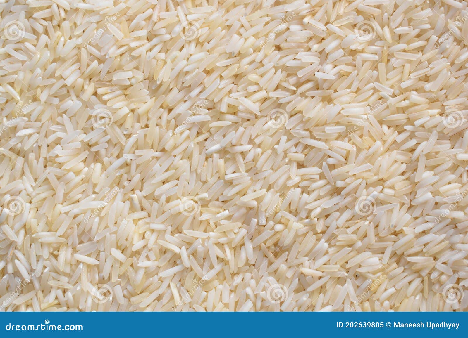 Raw Whole Basmati Aromatic Rice Stock Image Image of rice, uncooked 202639805