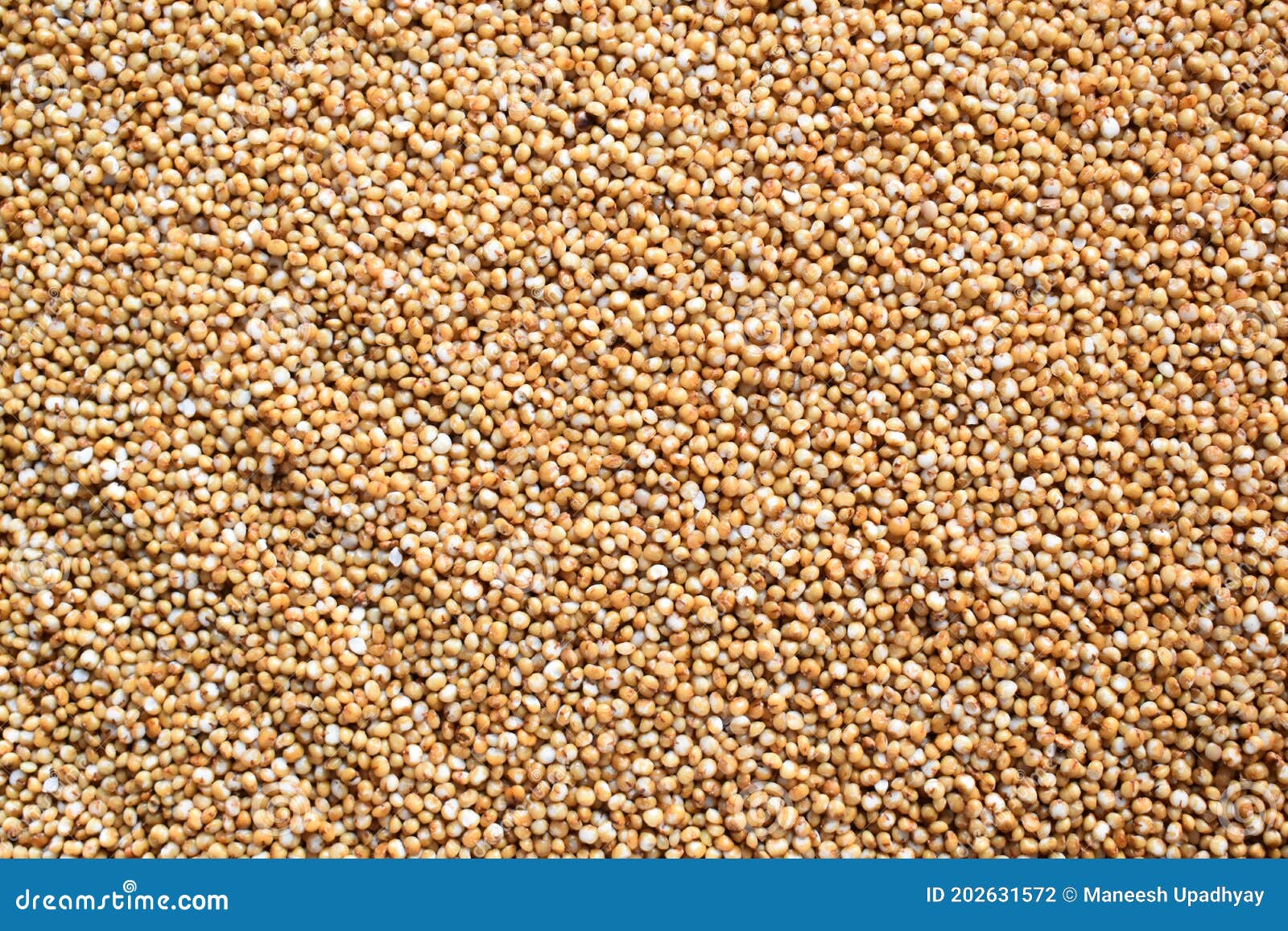 Raw Kodo millet stock photo. Image of millet, diet, india - 202631572