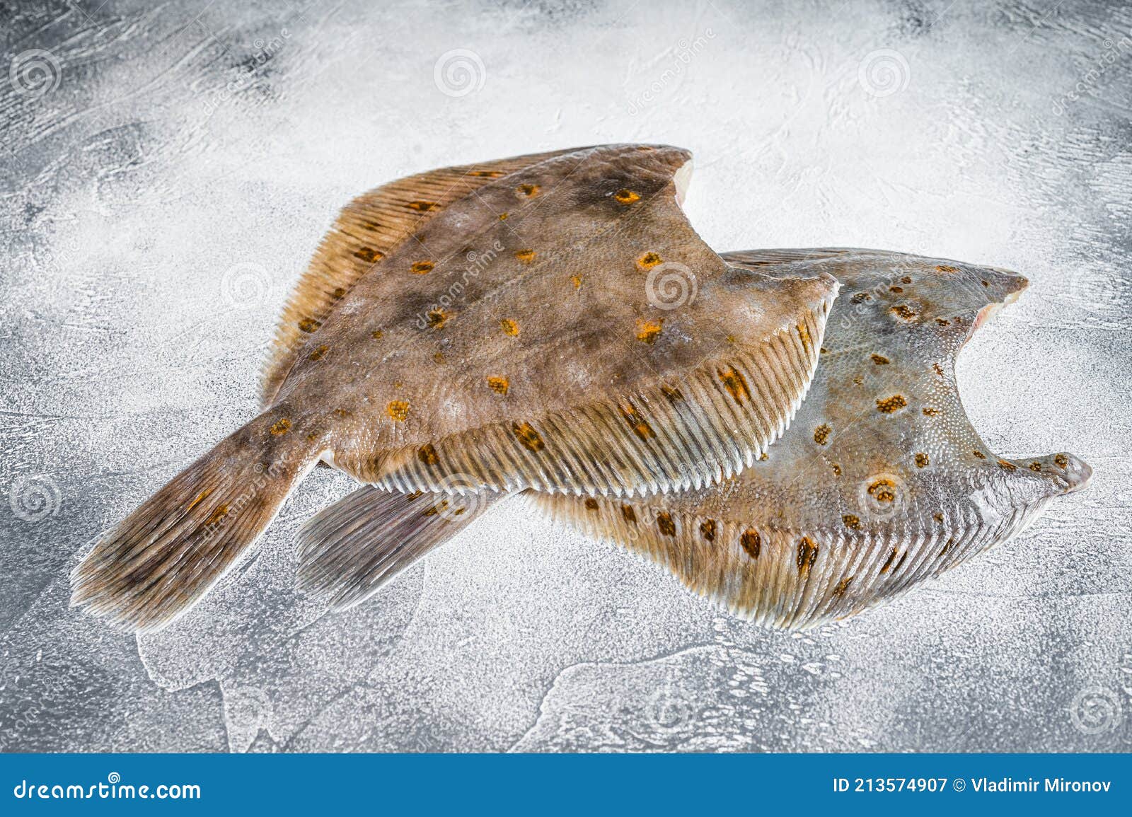 Raw Whole Flounder Flatfish Fish on Kitchen Table. White Background