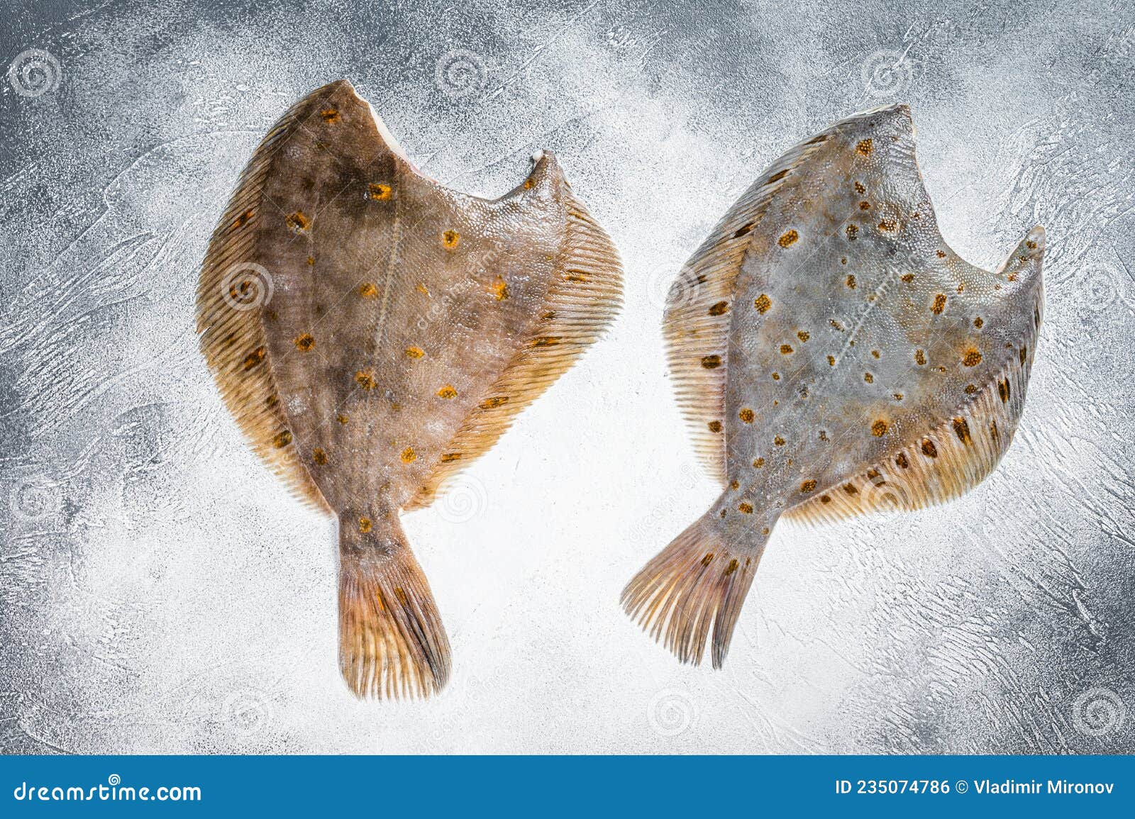 Raw Whole Flounder Fish With Whole Squids On Ice Over Dark Stone