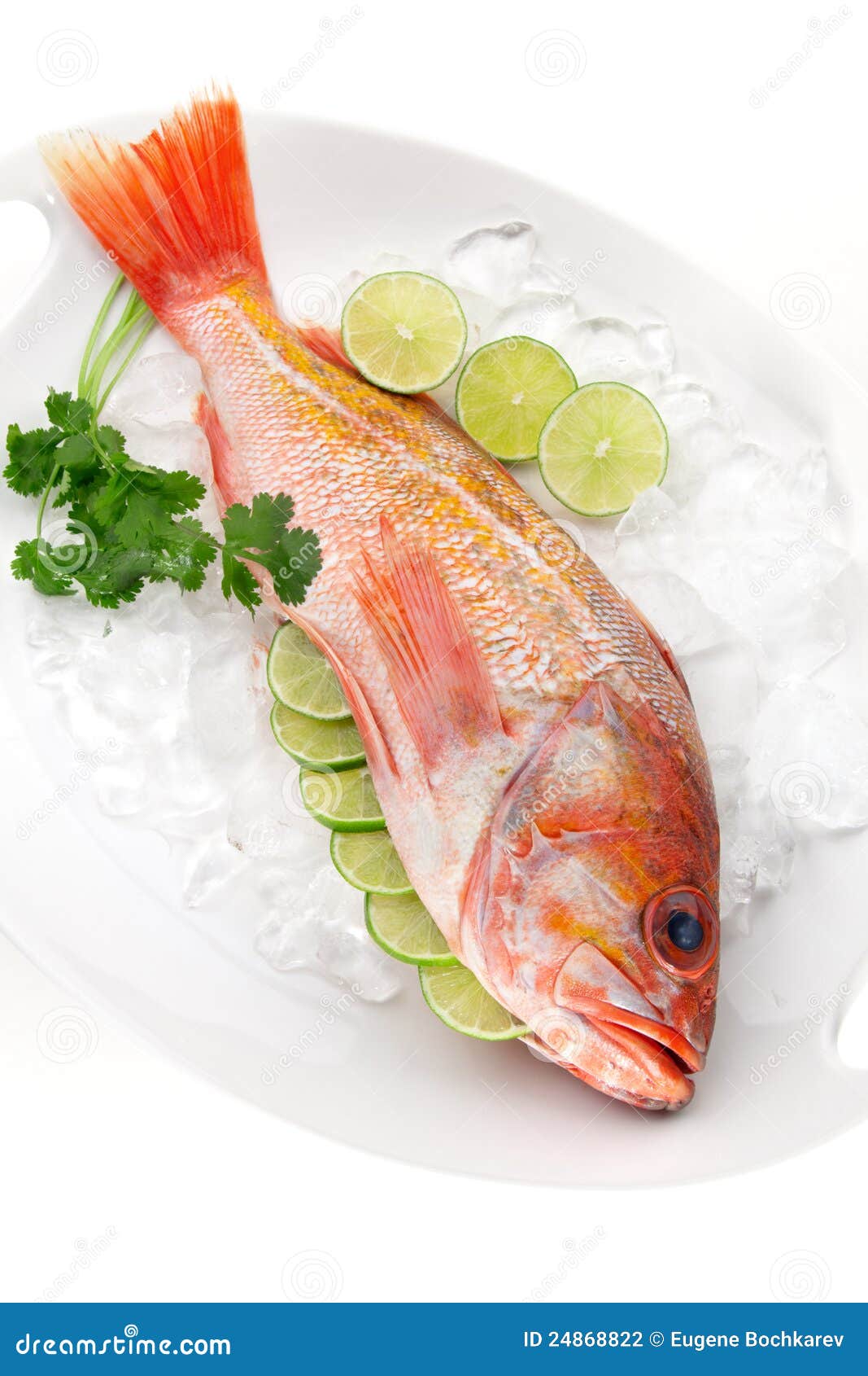 Raw Wild Rockfish stock photo. Image of omega3, icecubes 24868822