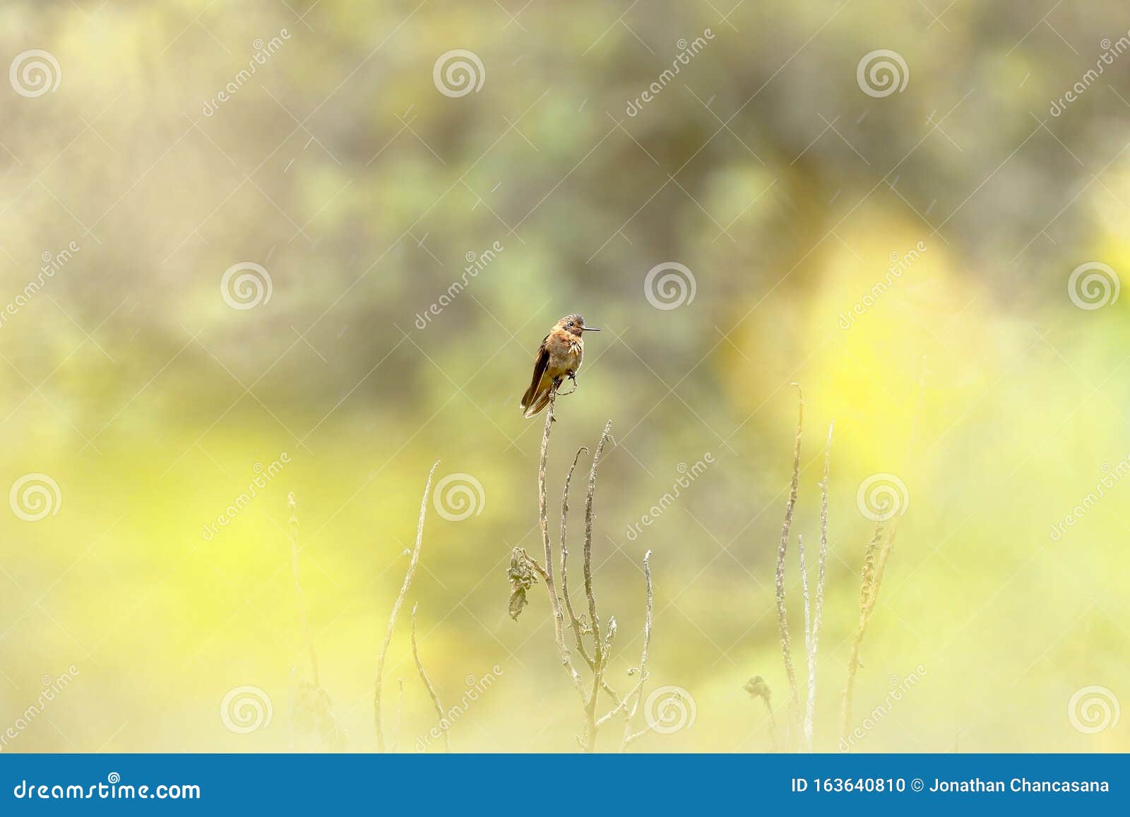 rayo de sol acanelado aglaeactis cupripennis