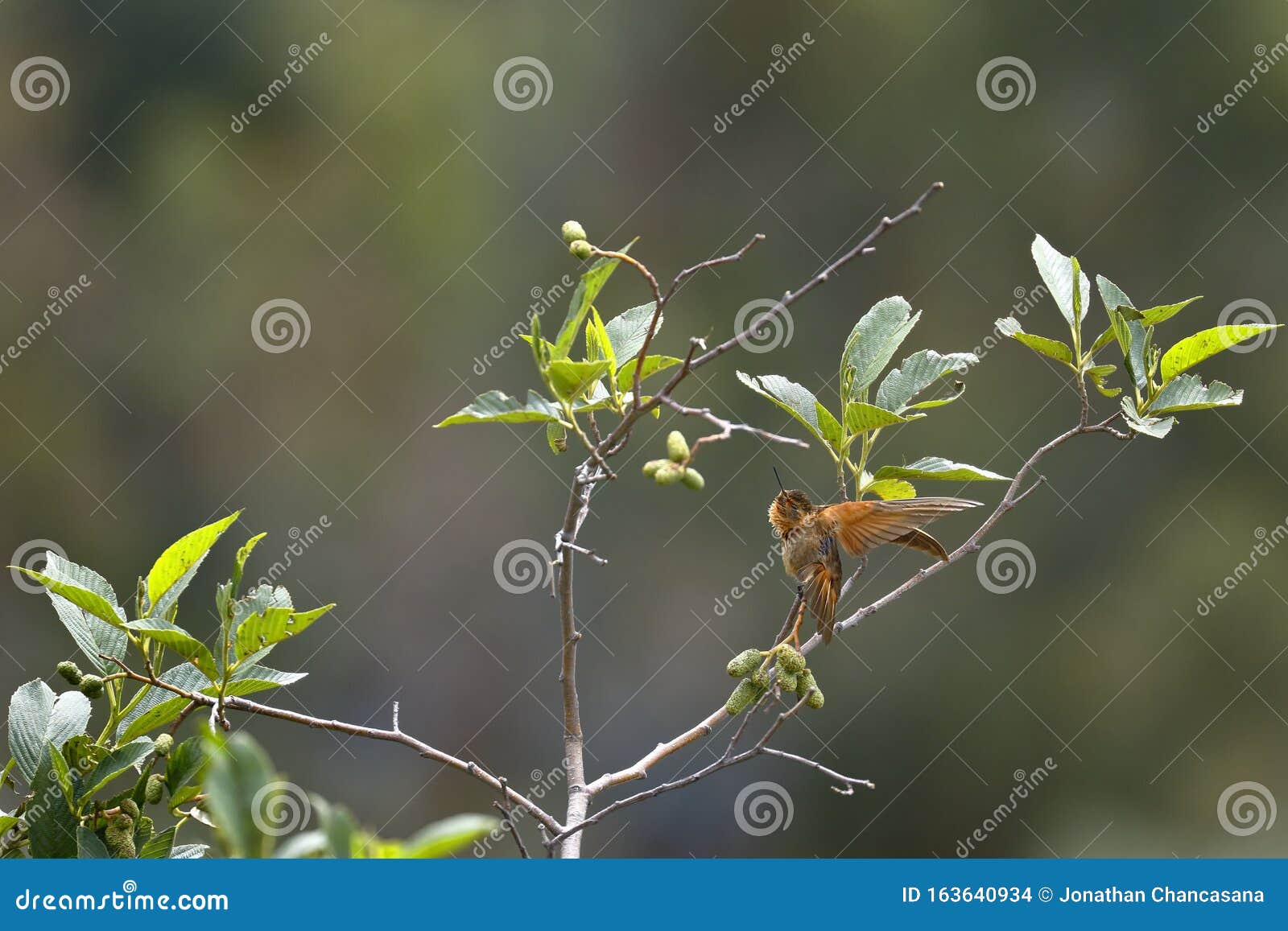 rayo de sol acanelado aglaeactis cupripennis