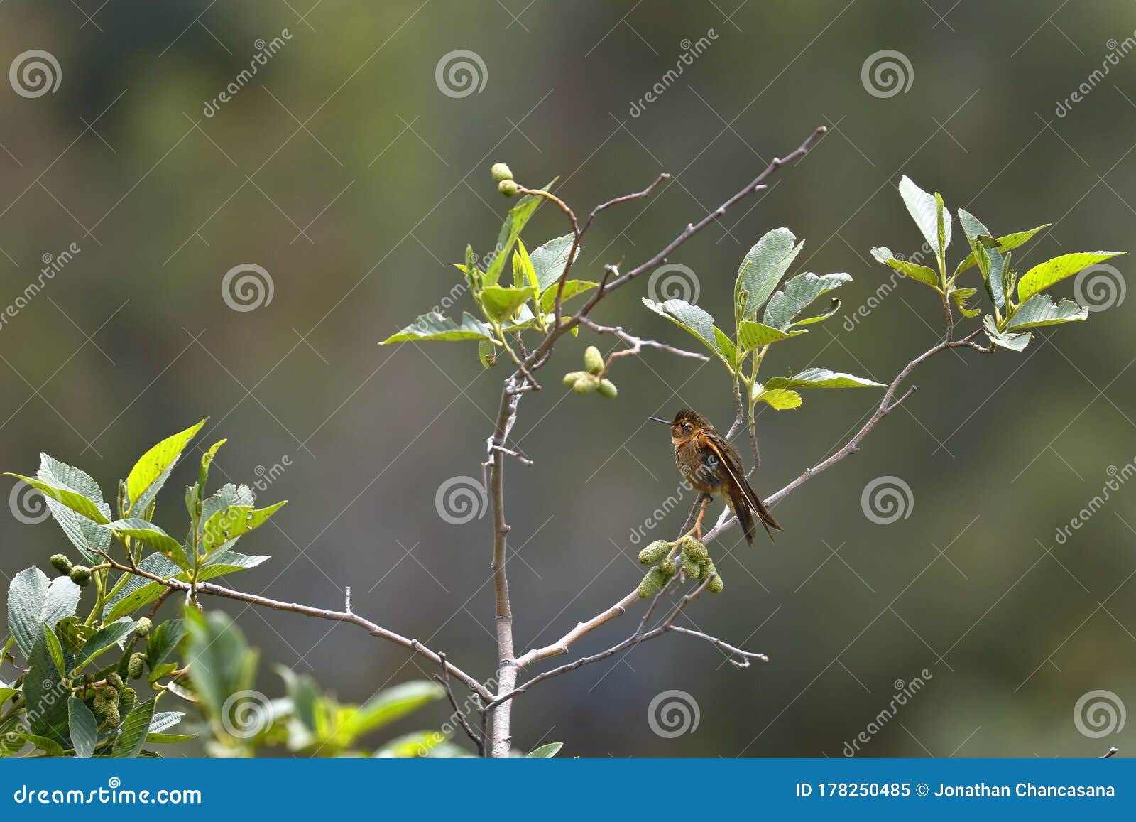 rayo de sol acanelado aglaeactis cupripennis