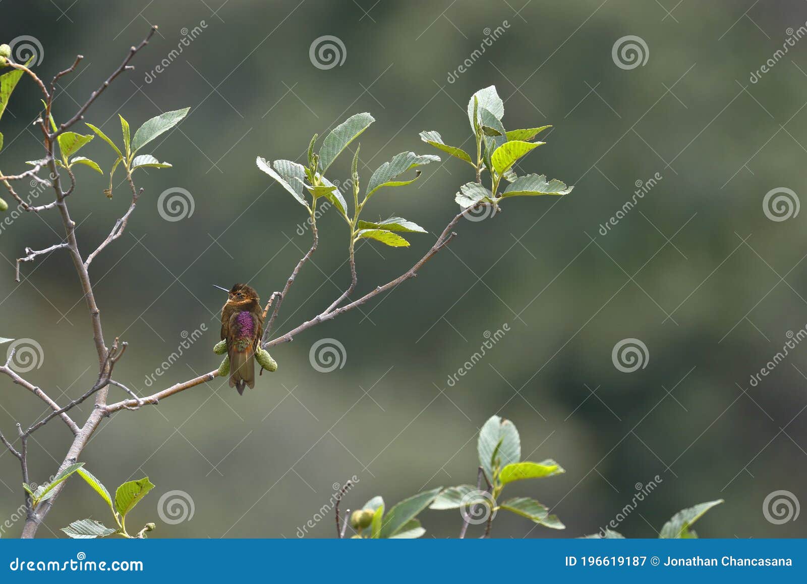 rayo de sol acanelado aglaeactis cupripennis