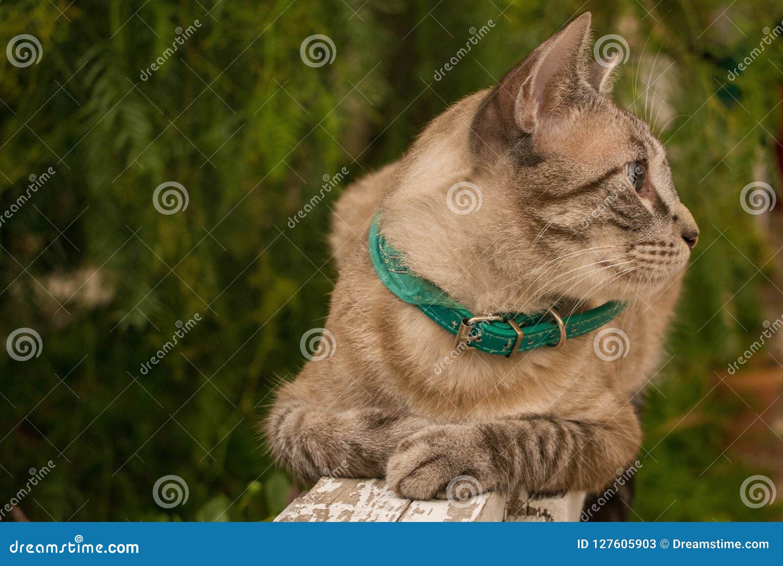 rayo, el gato modelo